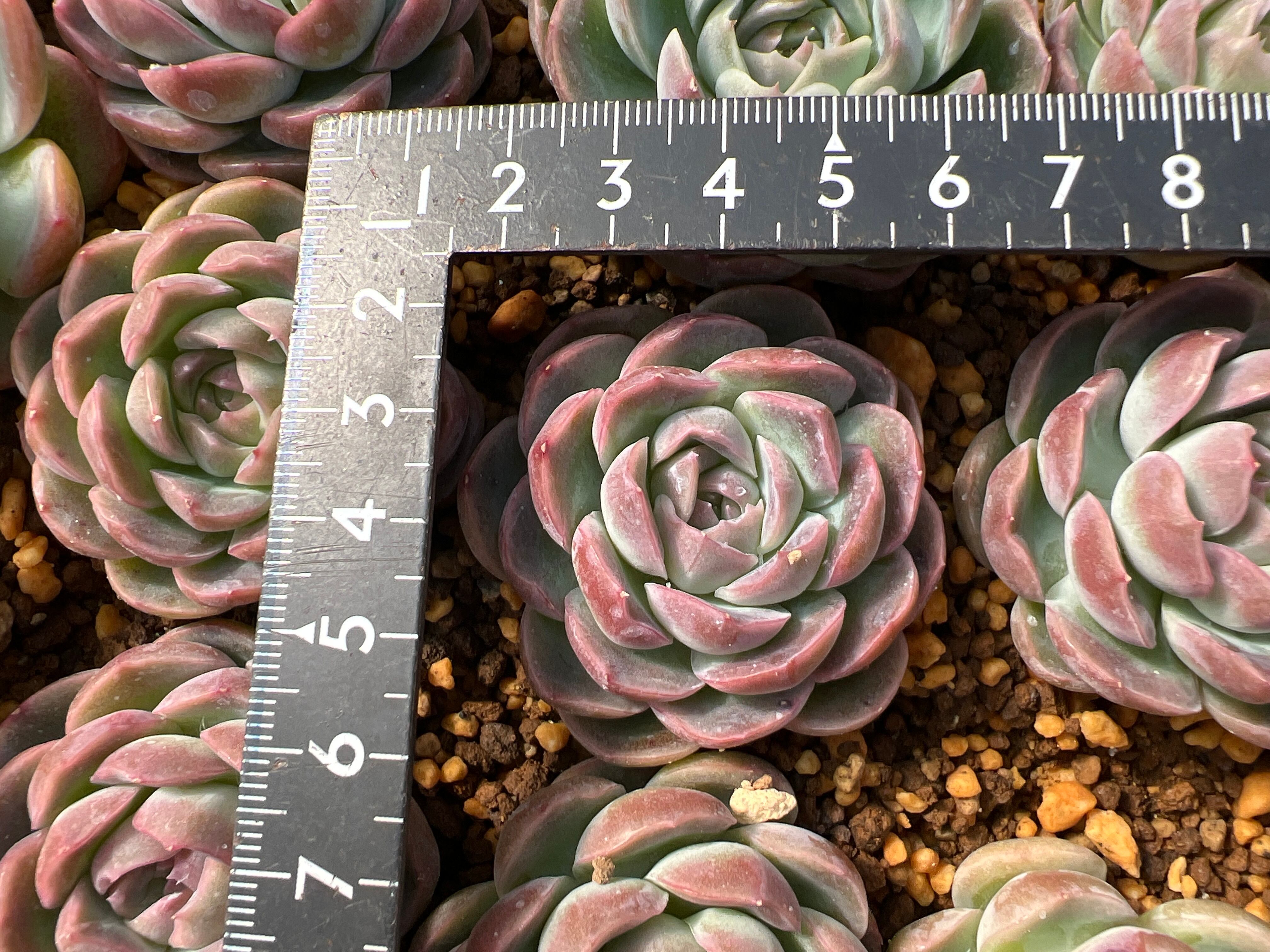 プリメーラ 多肉植物 韓国苗 プリメーラ 多肉植物 韓国苗