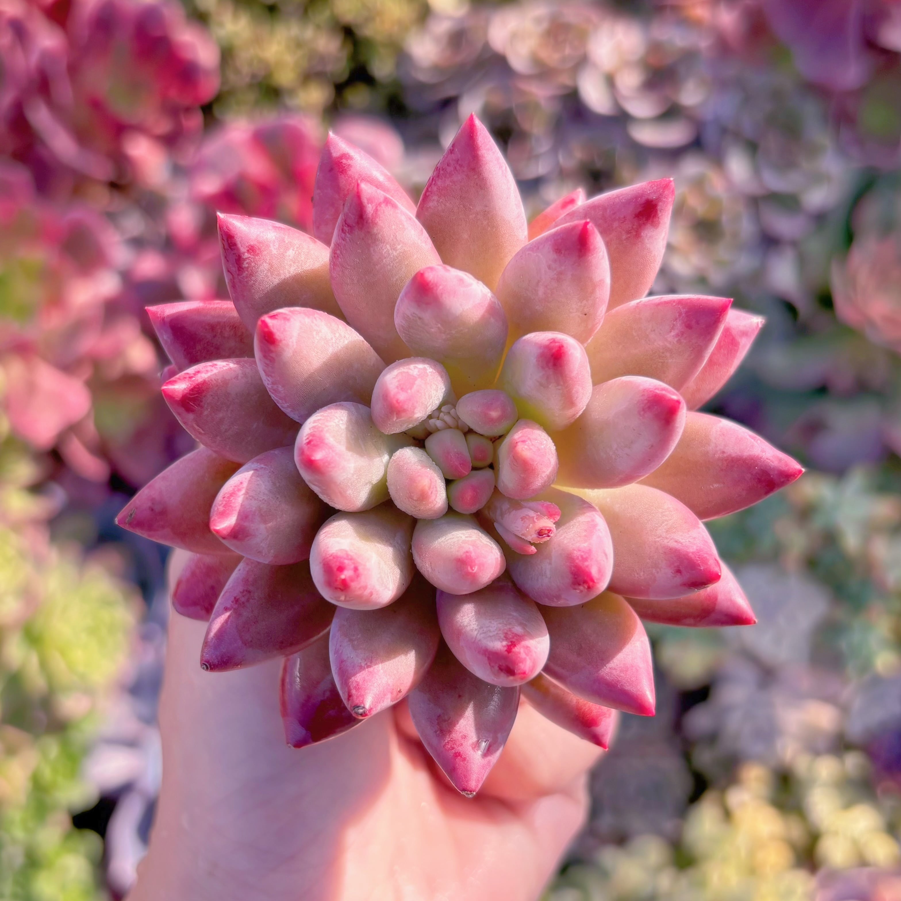 多肉植物　虞美人　新入荷　るる農園