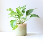 【グリーン】ポトス　イエローマーブル