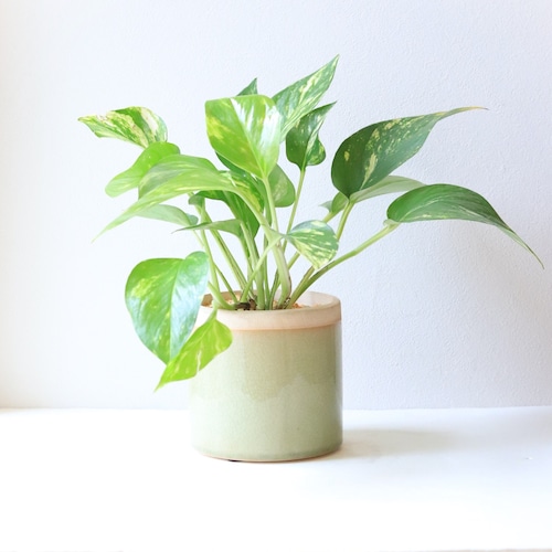 【グリーン】ポトス　イエローマーブル