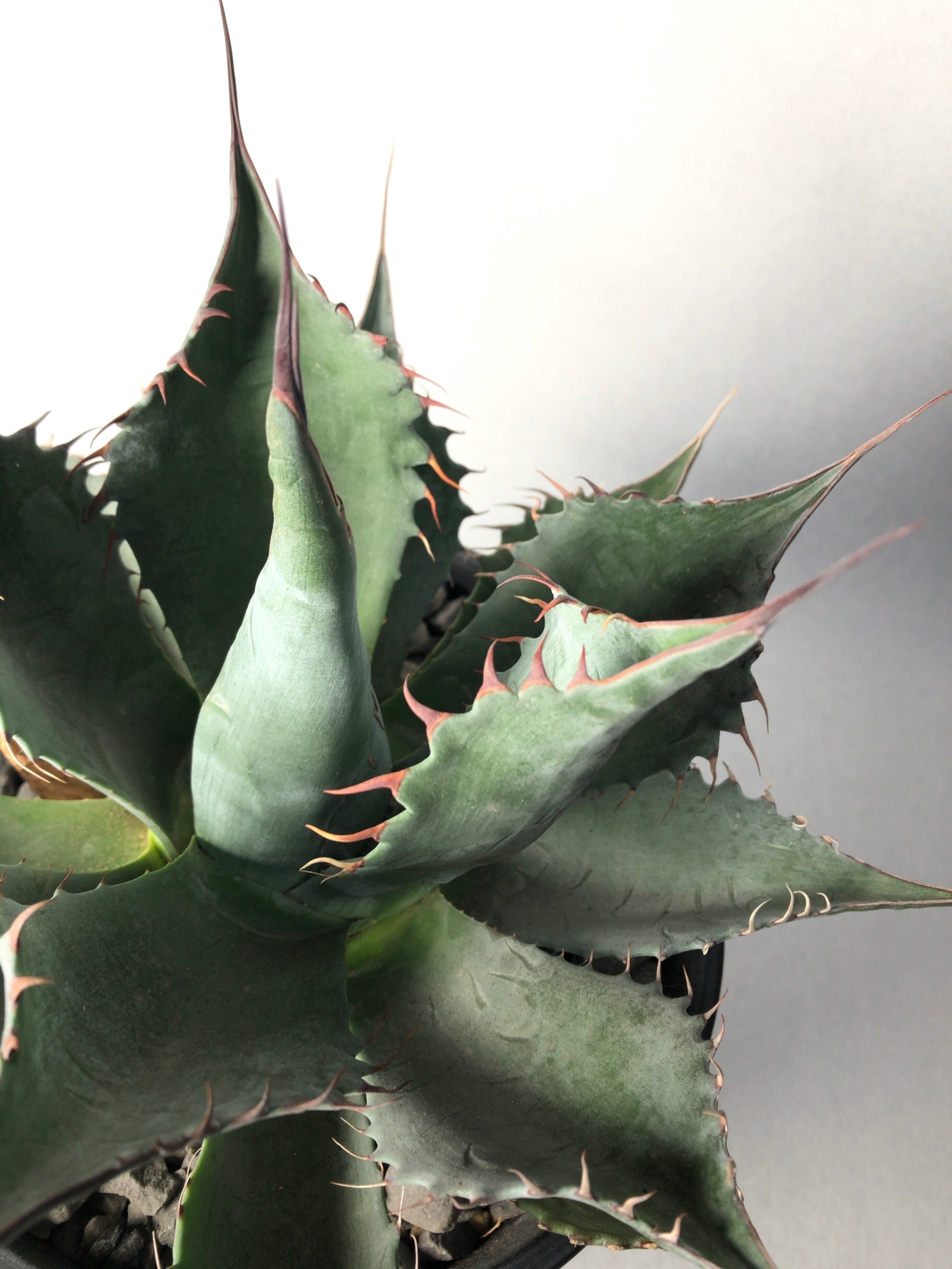 アガベ・パラサナ【ミートクロウ】 | trigger