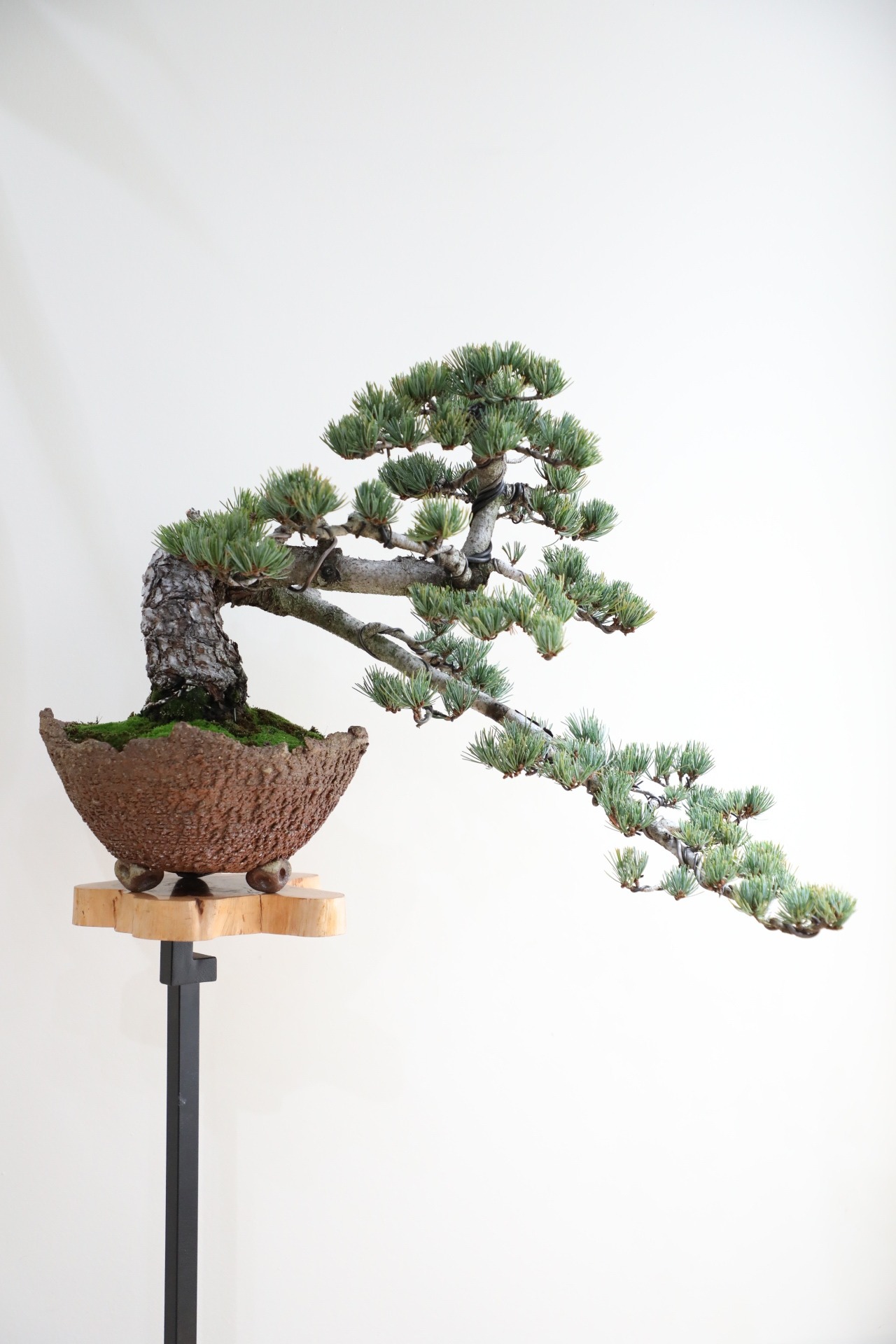 【M】五葉松 盆栽 ※推定樹齢45年/Japanese white pine bonsai