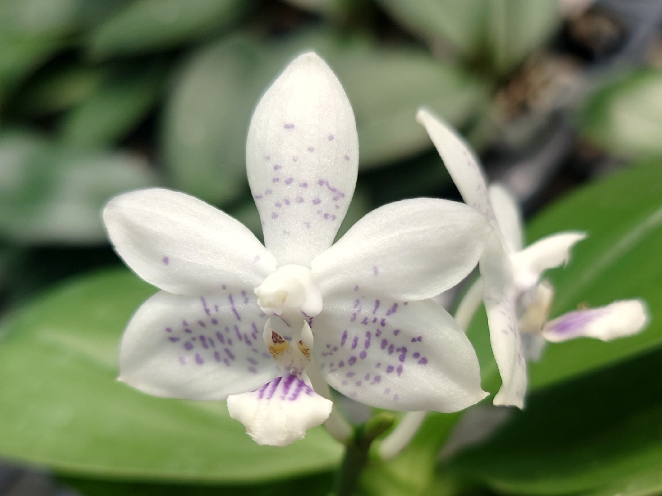 P. alcicorne オリジナル オリジナル UNEUNE ウネウネ