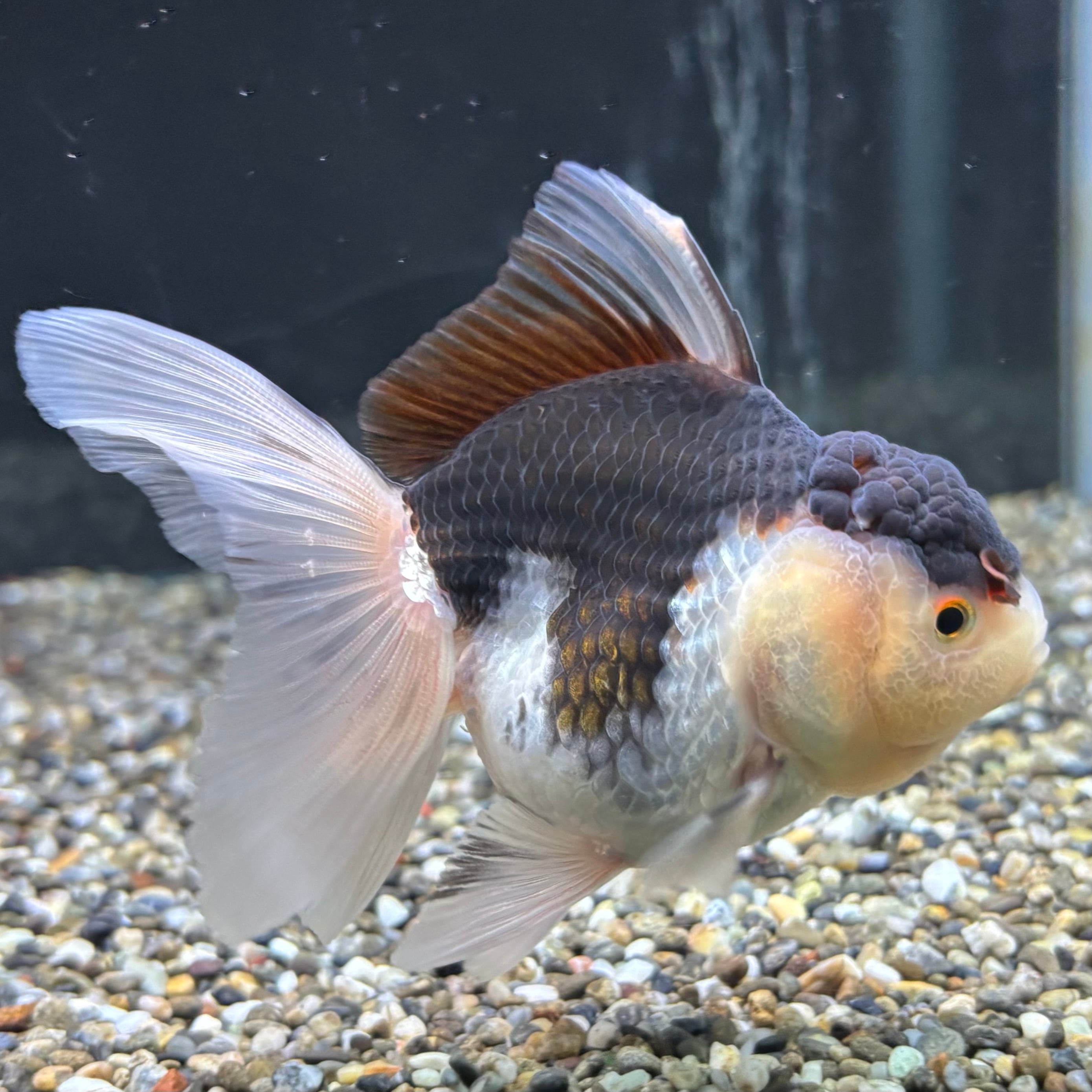 パンダオランダ 11cm