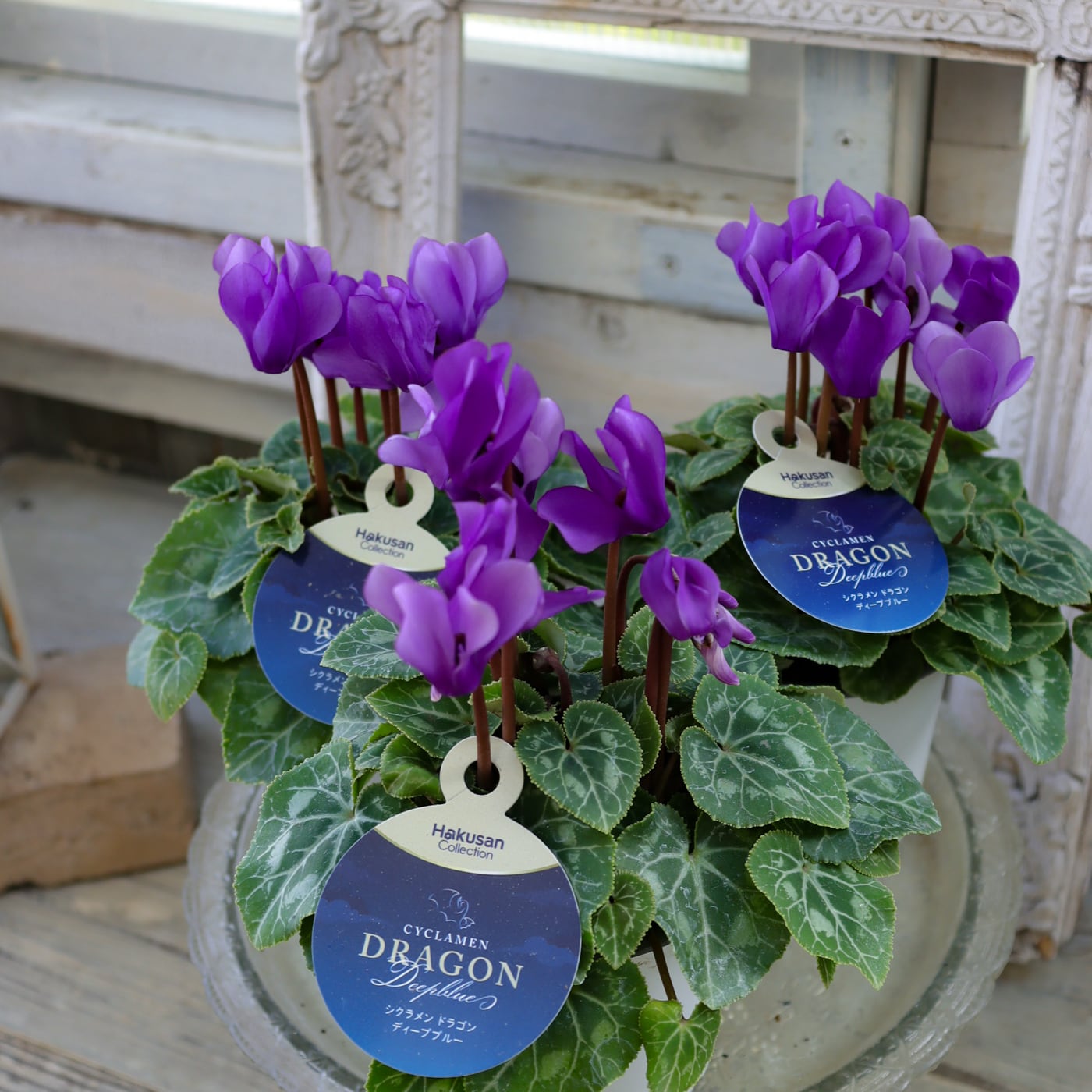 花苗　シクラメン　ドラゴン　ライトブルー　　ディープブルー　５号　２鉢セット 花苗 シクラメン ドラゴン ライトブルー ディープブルー 5号 2鉢
