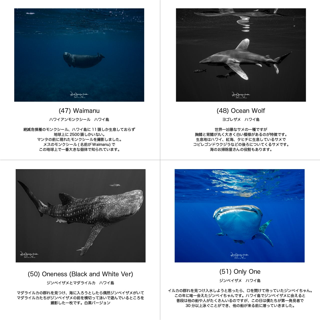 DOLPHIN EYES 写真パネル A3サイズ相当 イルカ・クジラ・ウミガメ