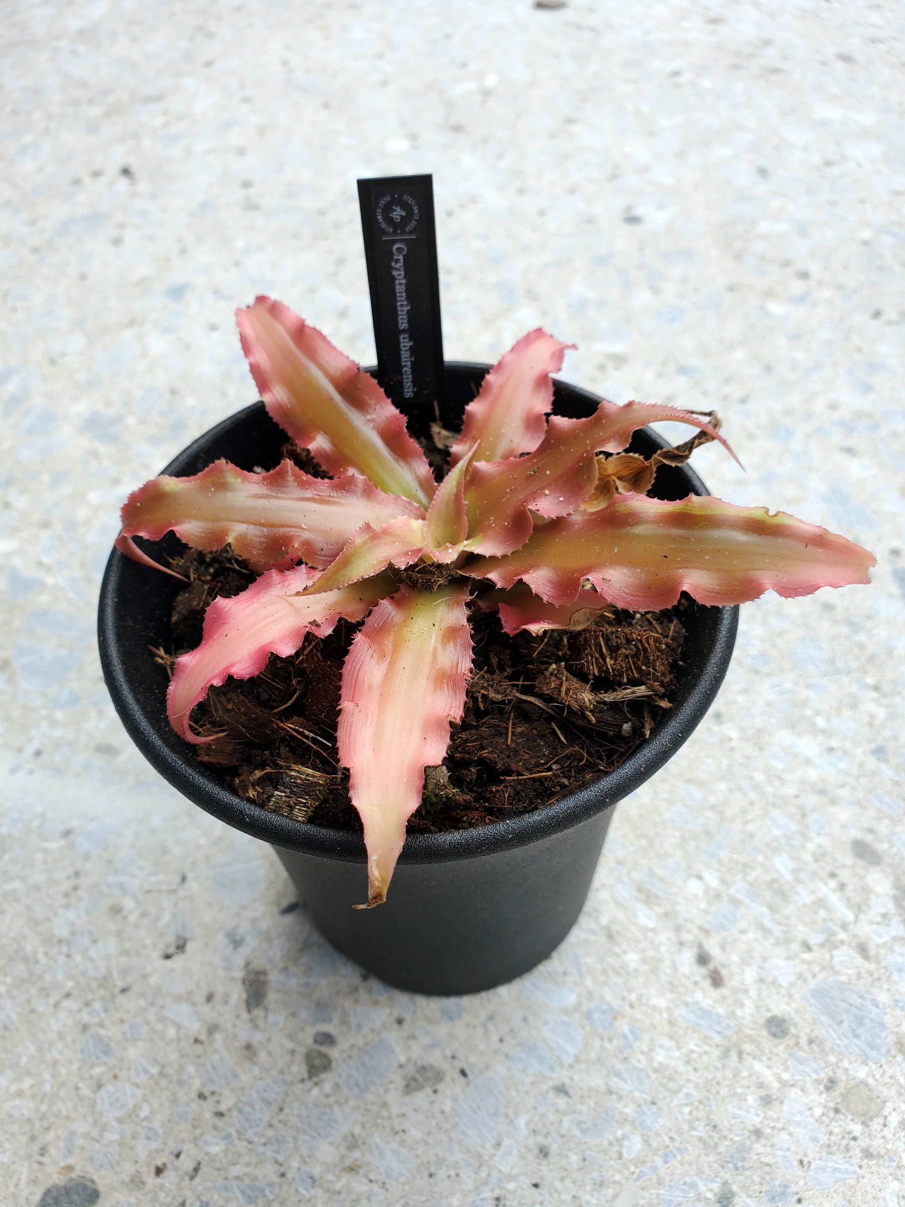 Cryptanthus by BASE | powered （アートプランツ） GARAGE artPLANTs