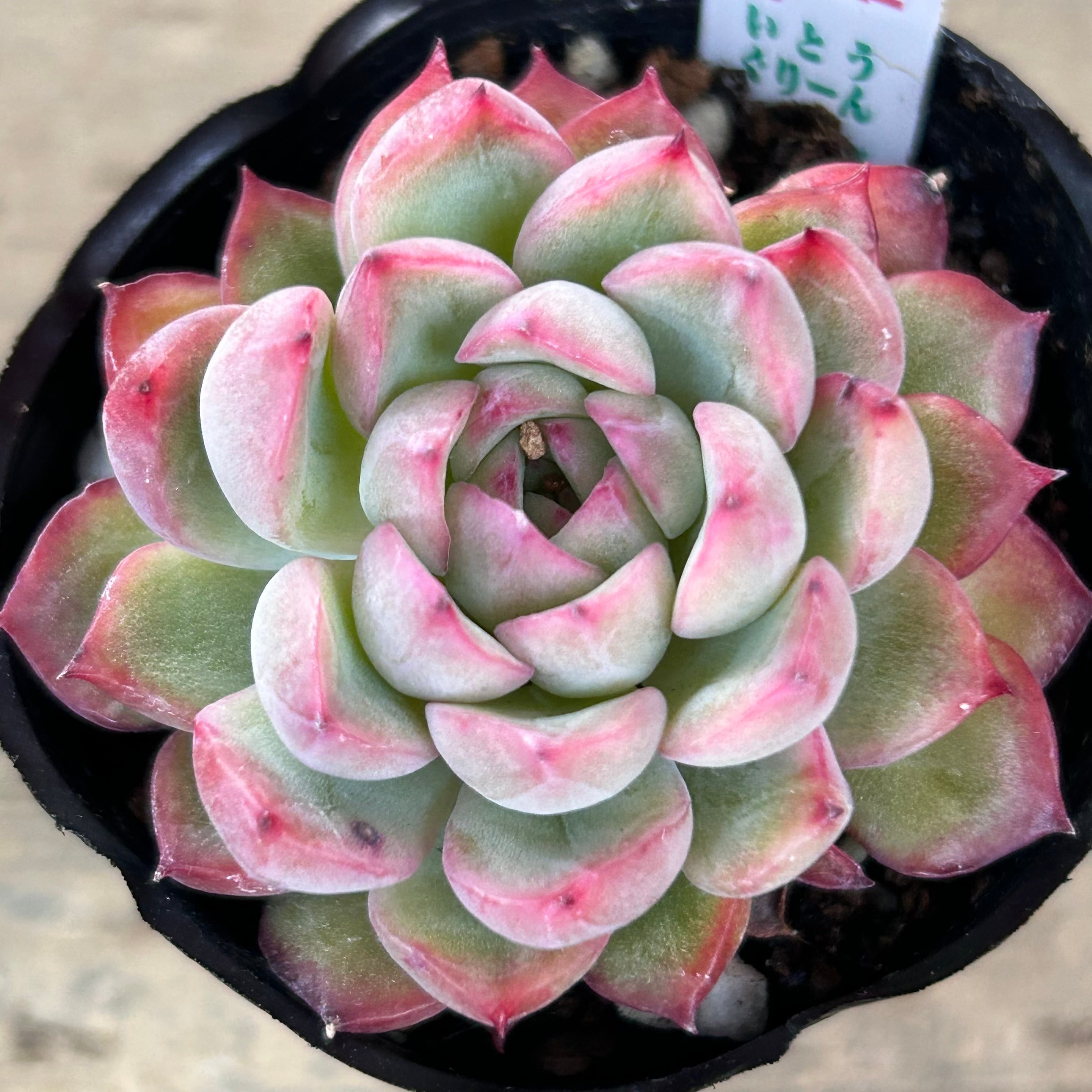 女雛×ブラッドリー エケベリア 韓国苗 多肉植物