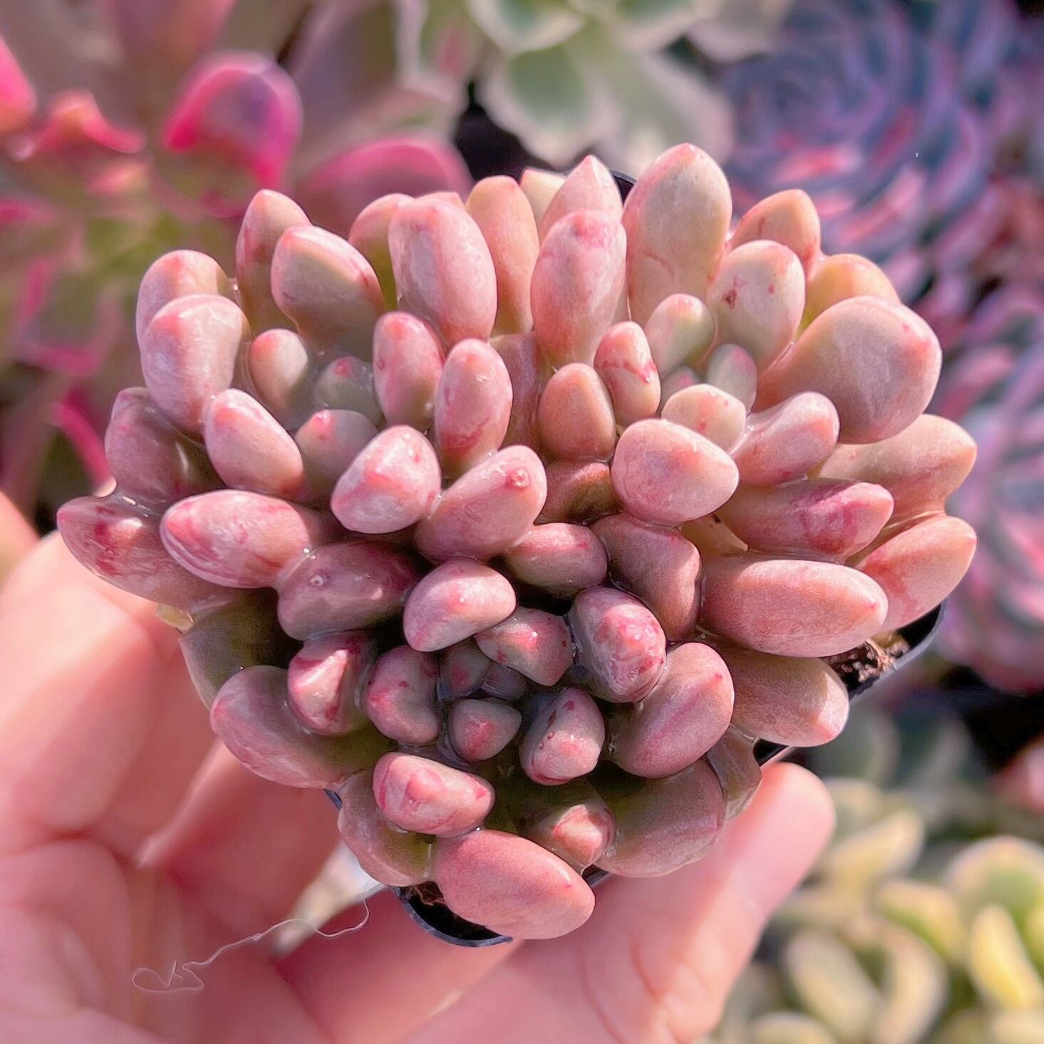 現品　コーラルパール#672    群生　るる農園