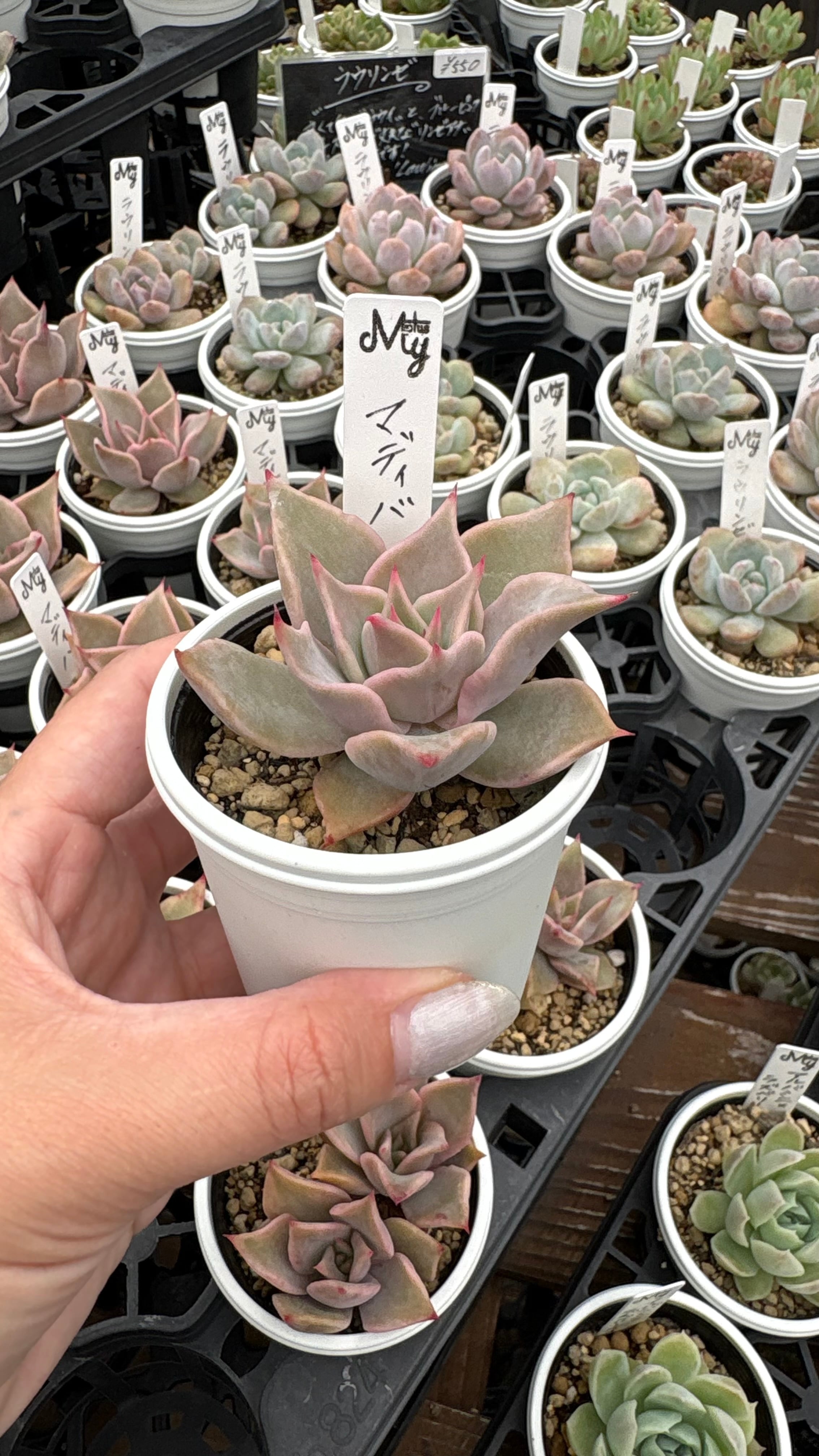 マディバ エケベリア 多肉植物 楽天市場】多肉植物 hmエケベリア 