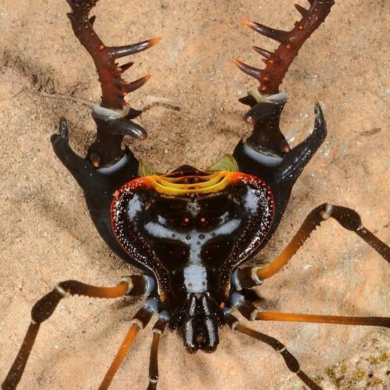 標本】ネッタイアカザトウムシ スネブトザトウムシ ネッタイザトウムシ