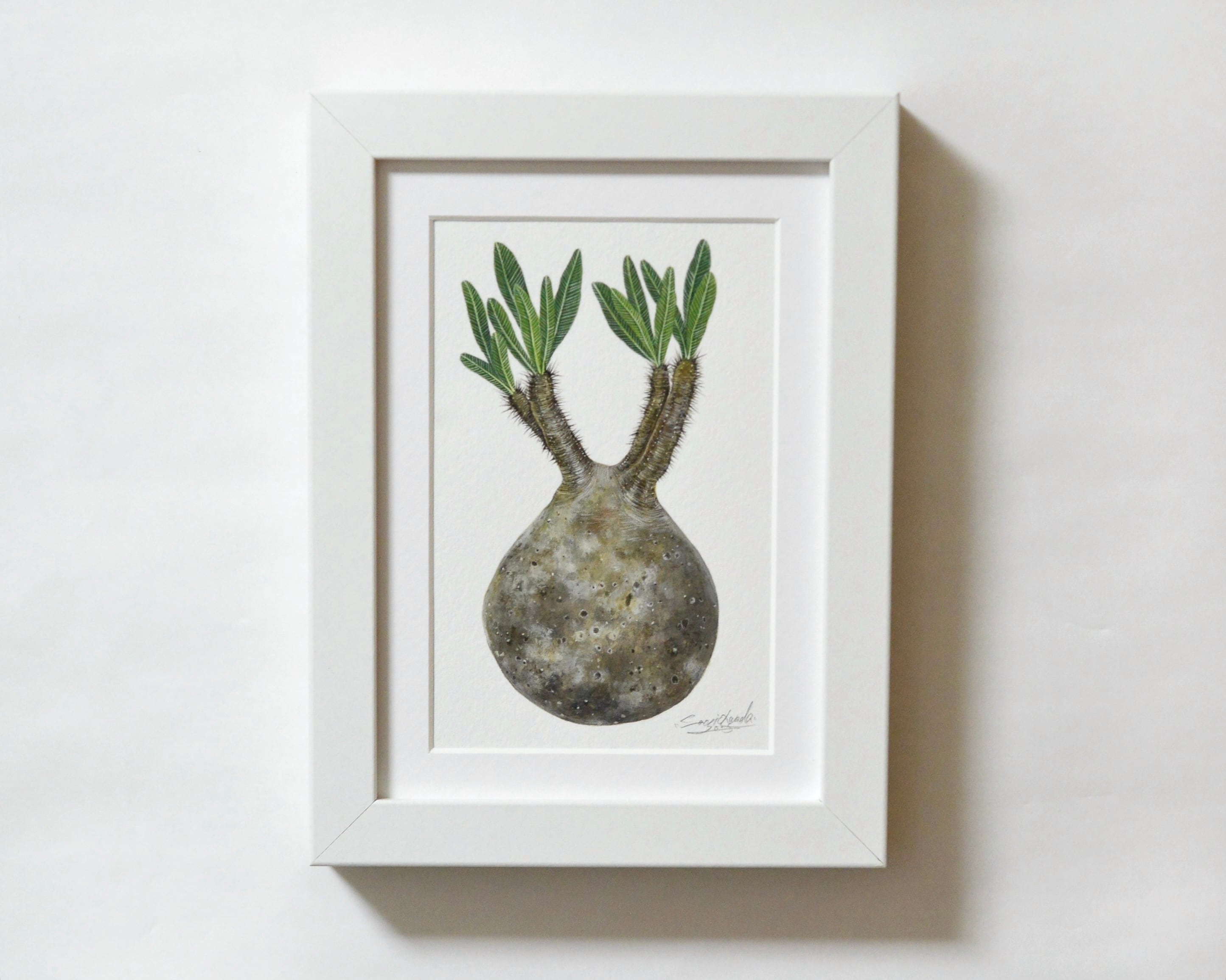 パキポディウム・グラキリス 原画作品