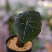 Stephania kaweesakii / ステファニア カウィーサキー⑱/ 観葉植物