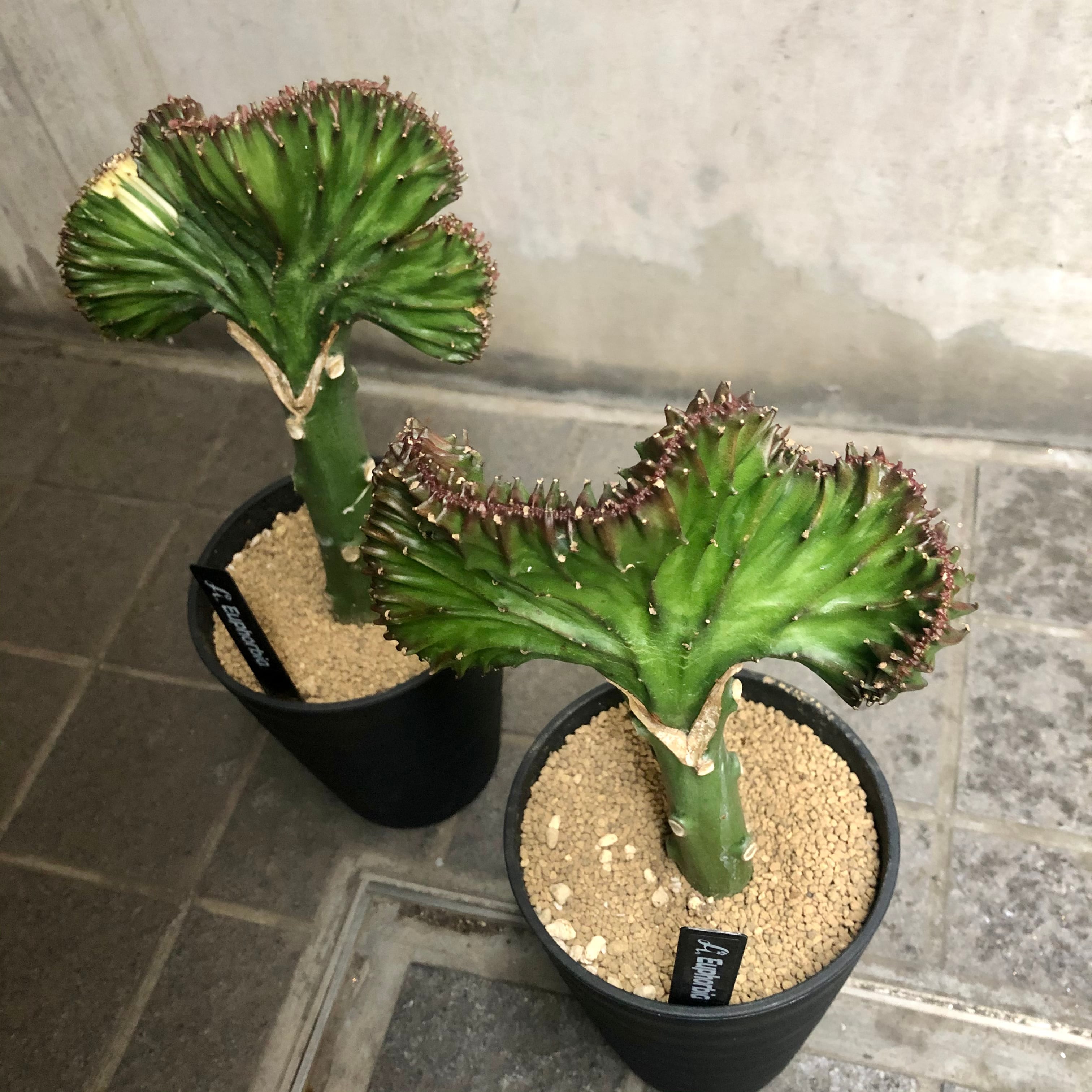 ユーホルビア ラクテア サボテン | ハルカゼフラワー