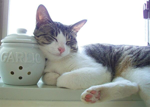 猫 ポストカード The Cat who....ガーリックポット 10x14.8センチ(cm)官製はがきサイズ 猫写真 はがき ねこ葉書 ネコハガキ Postcard ジェリー ちび