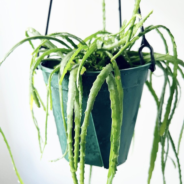 【希少】レピスミウム ボリビアナム 観葉植物 吊り下げ calm cafe