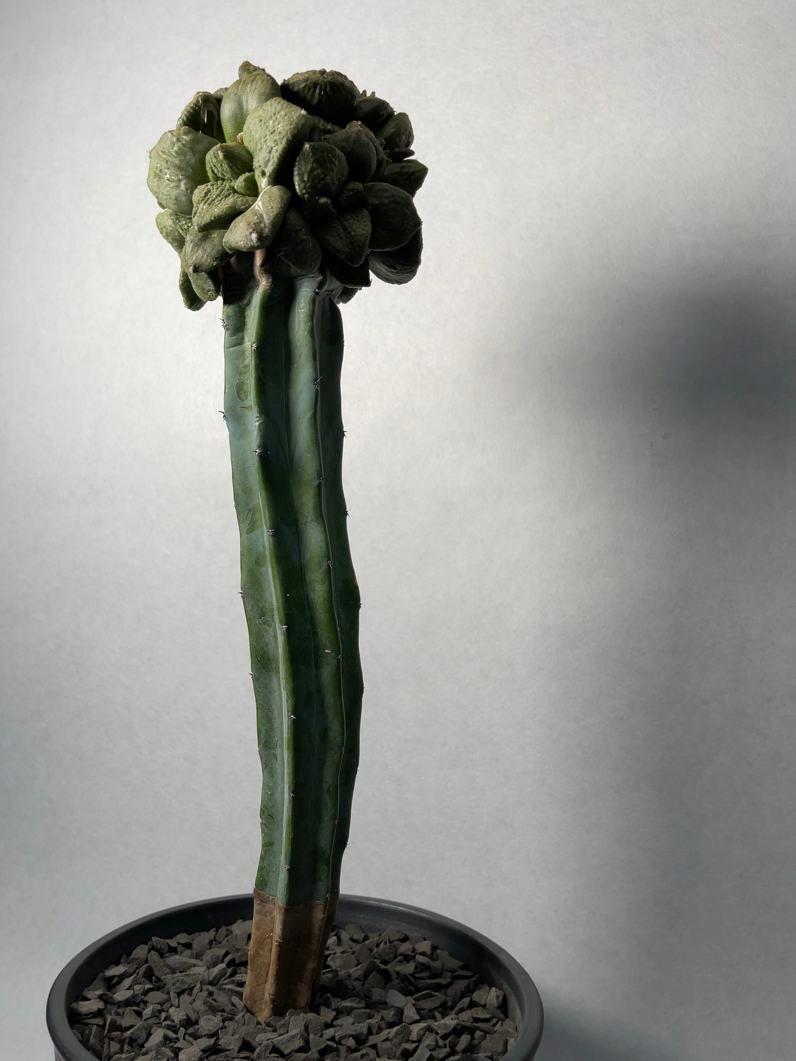 アリオカルプス・ゴジラhyb. | trigger