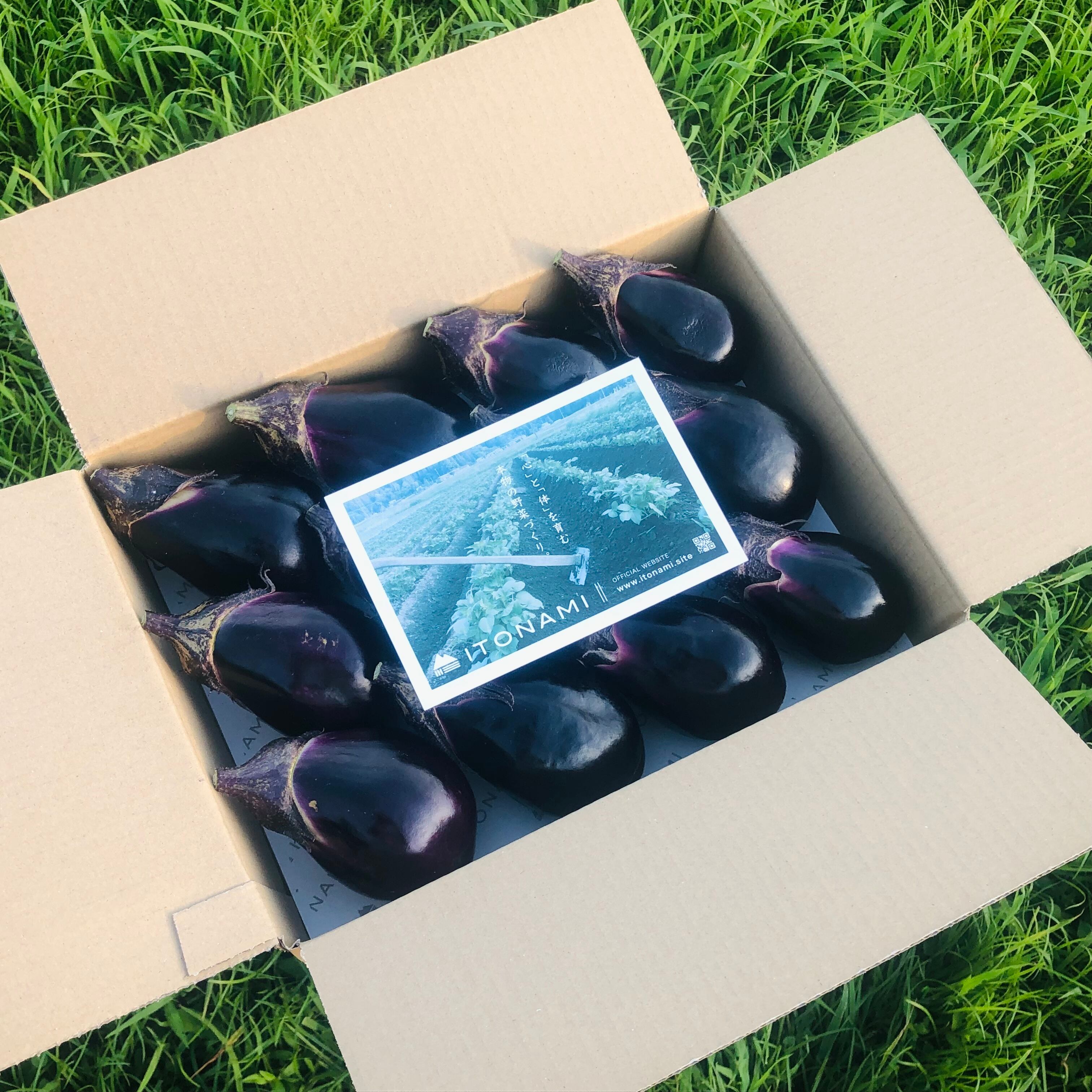 美味さ滴る「蜜茄子」1.5kg | ITONAMI