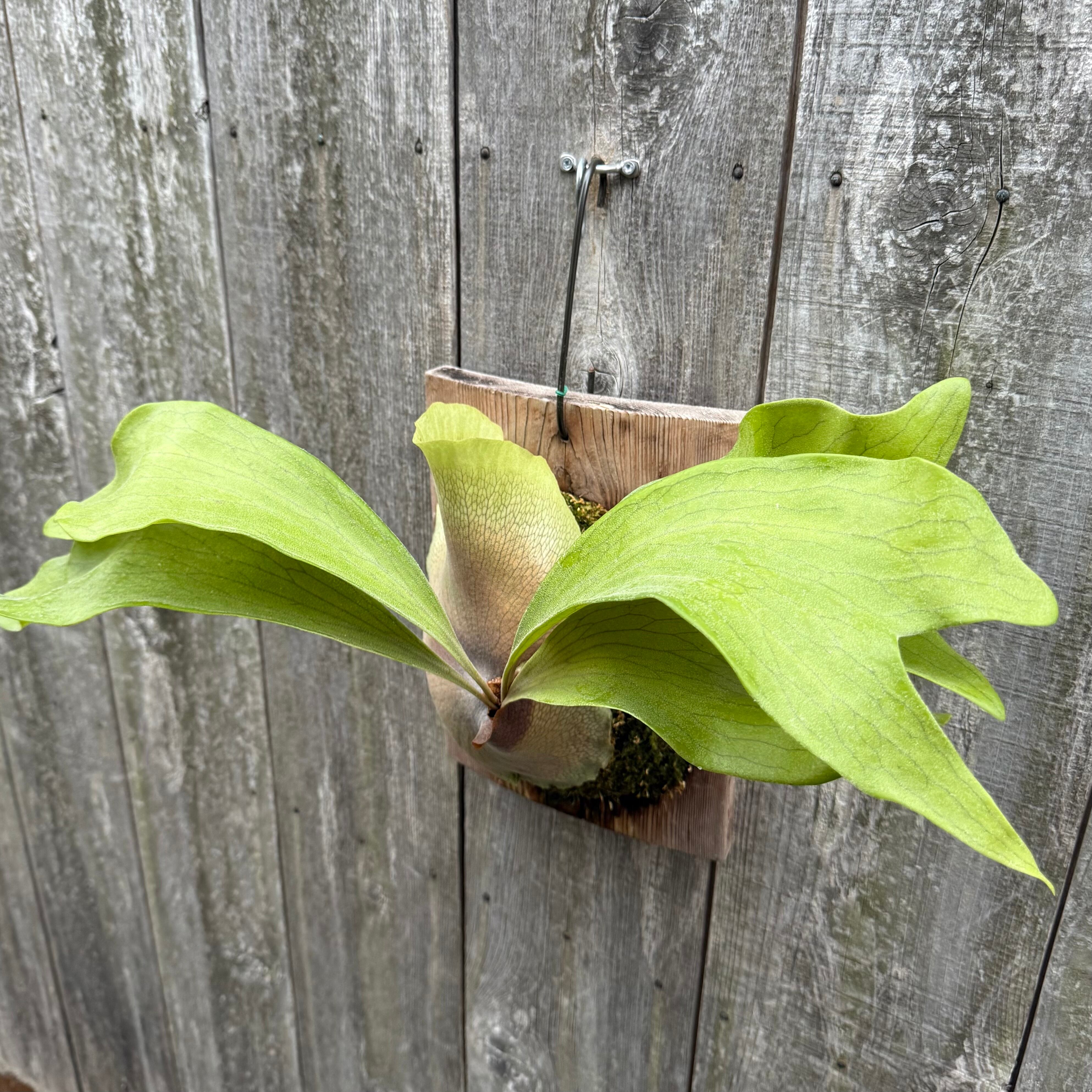 P. hillii Bangpung (pup) | naturefix