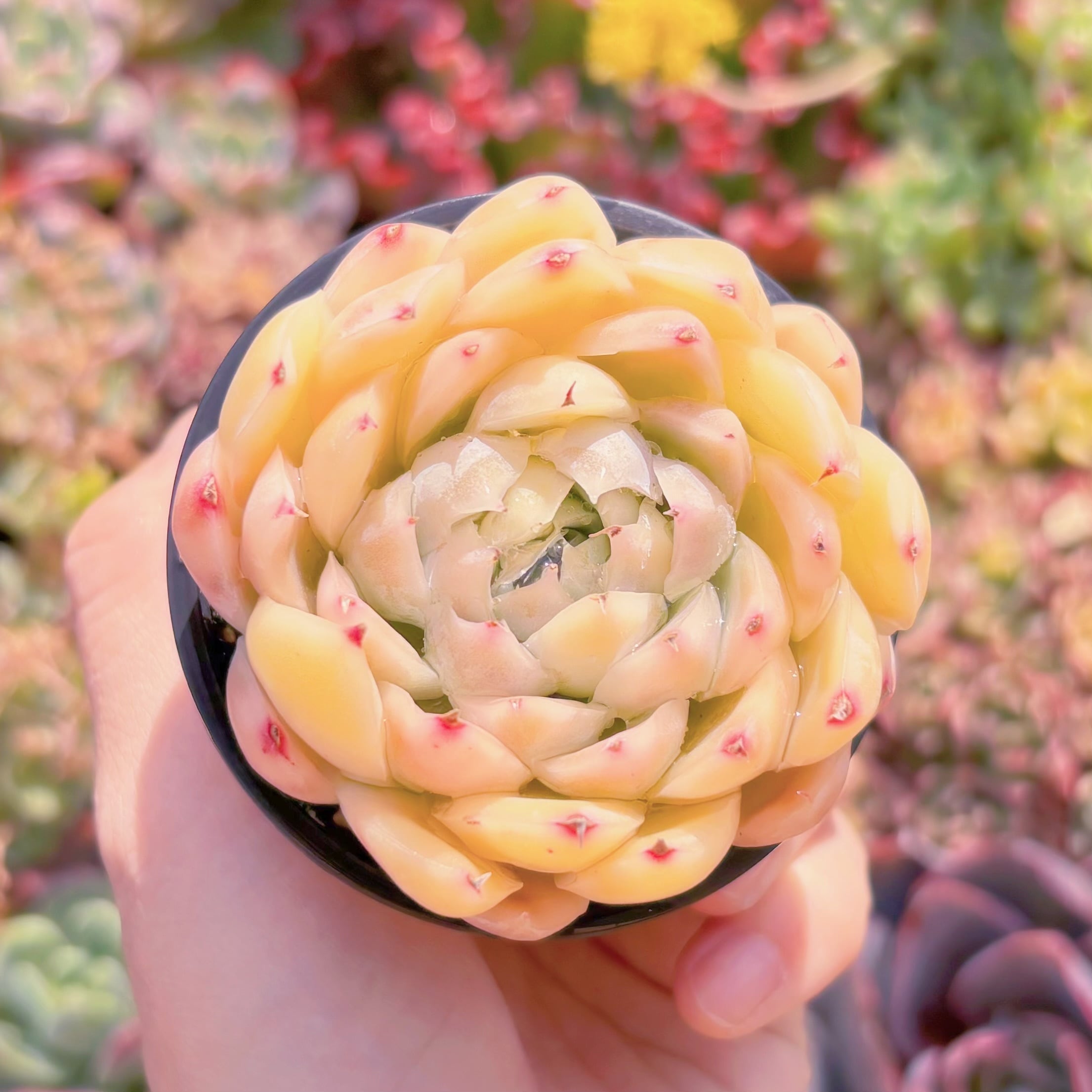 現品　ピンクヒューミリス錦#3015　るる農園