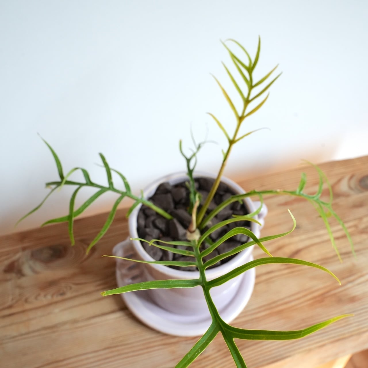 送料込み】観葉植物 フィロデンドロン トータム 4号サイズ 陶器鉢