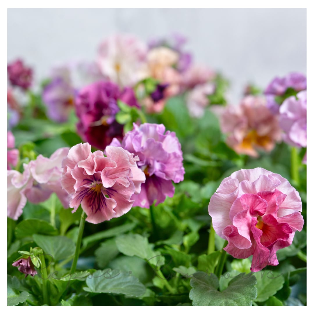 【セット販売】ビオラ:公爵令嬢(3苗×3号)メゾンドビオラさん フリル グラデーション 花壇 寄せ植え ハンギングバスケット