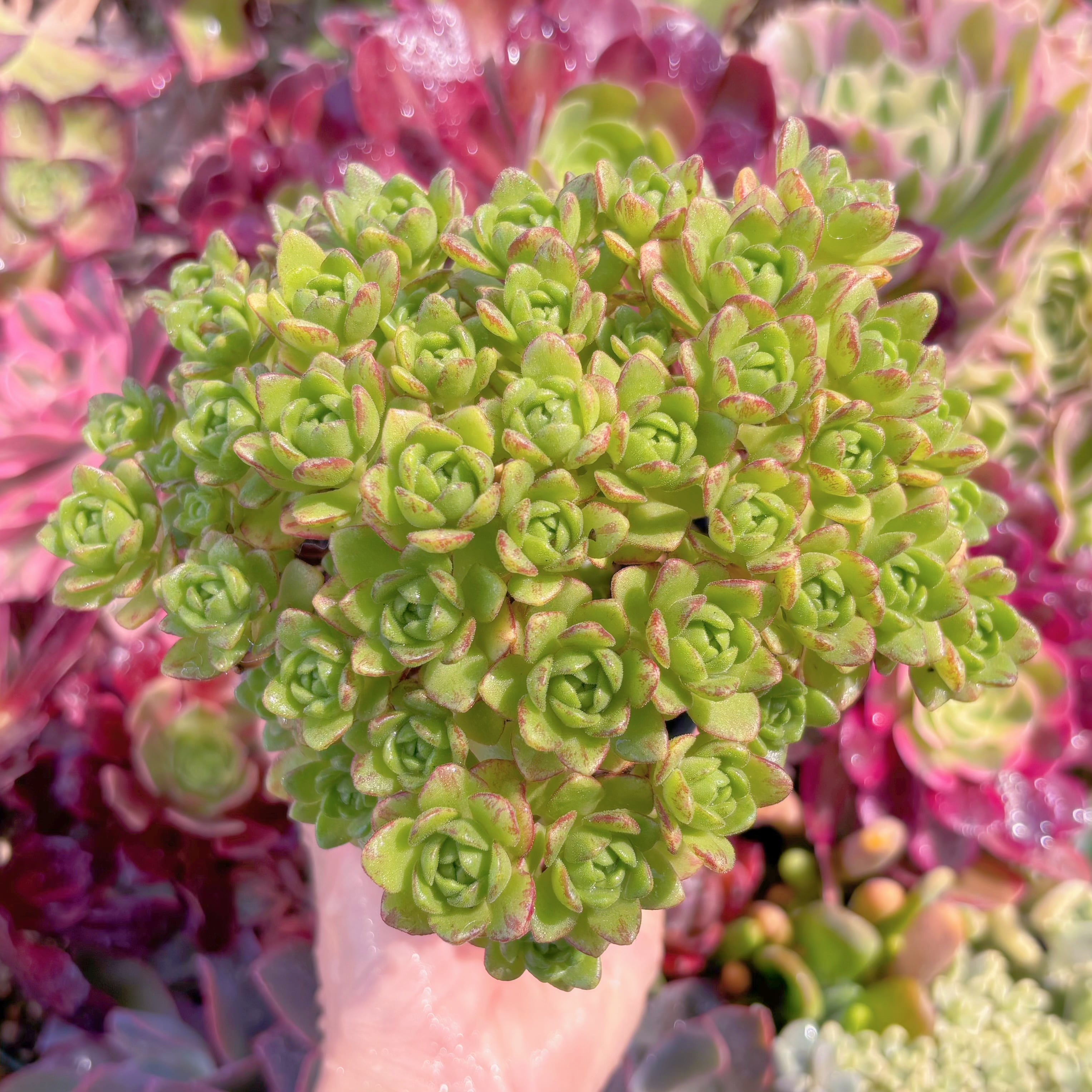 現品　little fox#B06　群生　るる農園