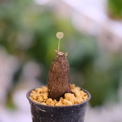 Stephania kaweesakii / ステファニア・カウィーサキ⑭ / 観葉植物<育て方・花言葉>