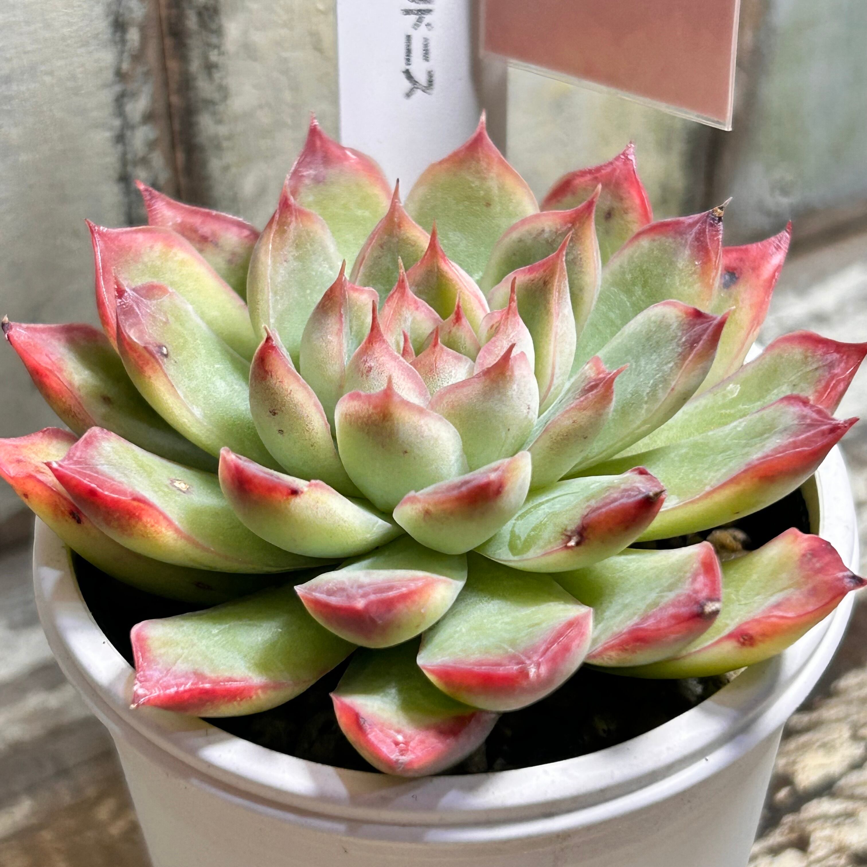 アエオニウム 小人の祭り錦 韓国苗 | RuPo 多肉植物専門店