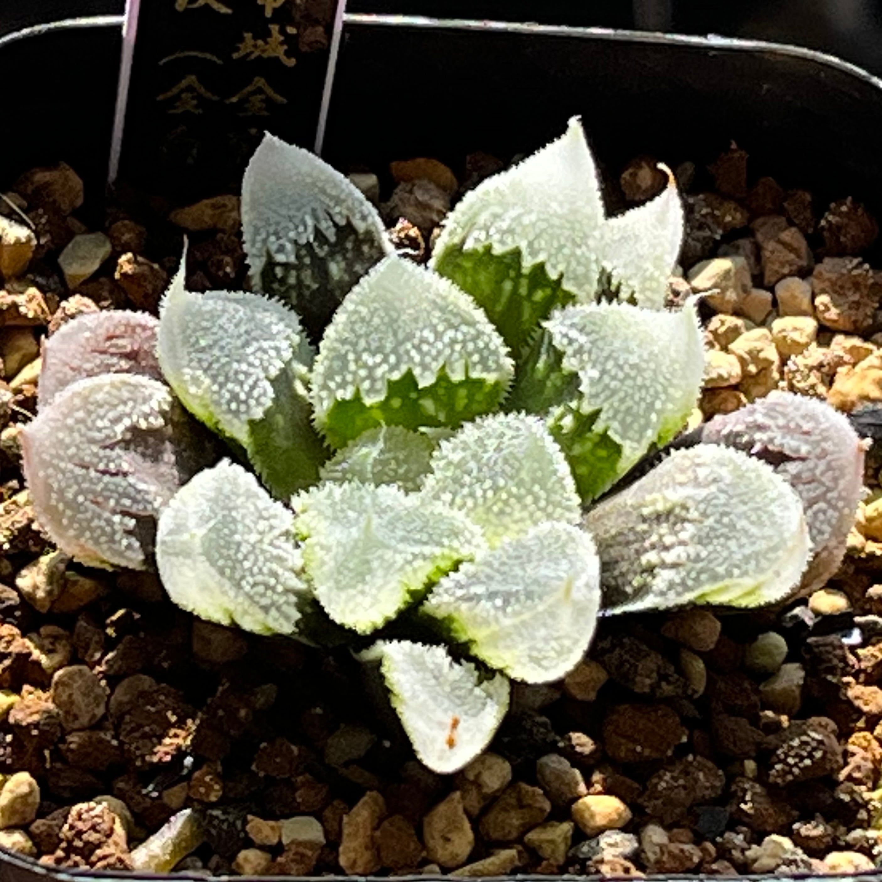 ハオルチア オブツーサ錦 赤太陽 | mocono_plants
