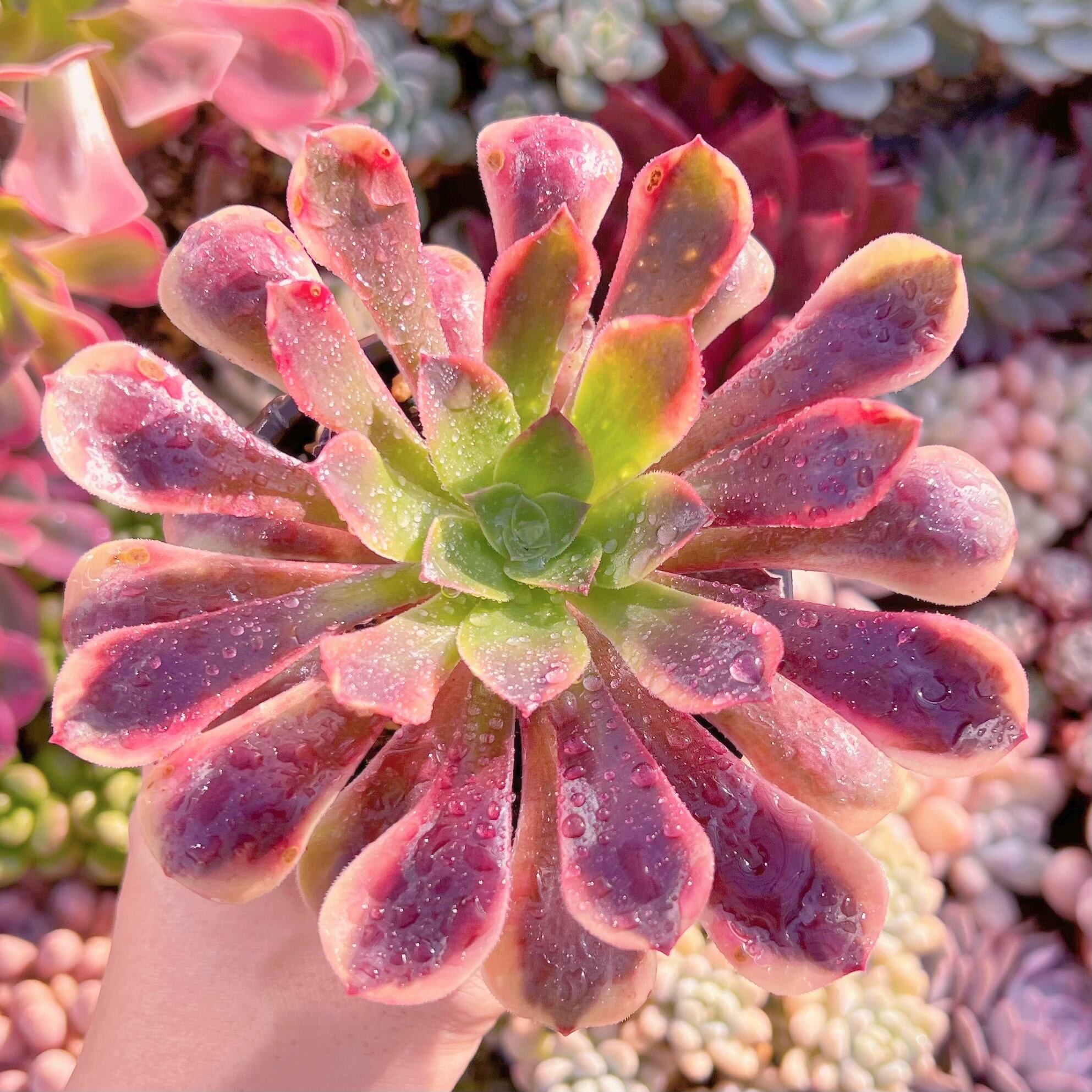 現品　カシミヤバイオレット錦#A71　るる農園