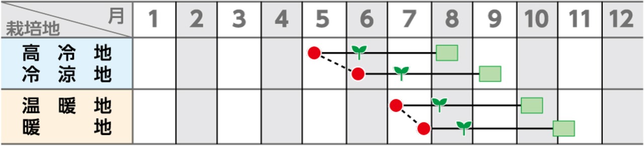 カリフラワー「バージンロード」（2000粒）・画像2
