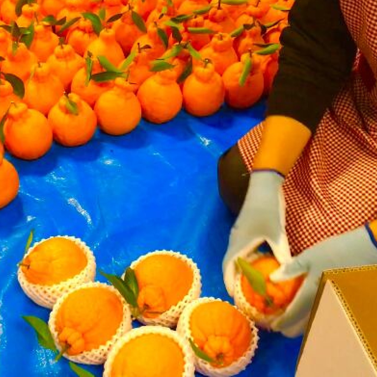 【贈答用】完熟アルギット不知火(露地)約1.5kg 【のし対応可】 【2月中・下旬頃から順次発送予定】