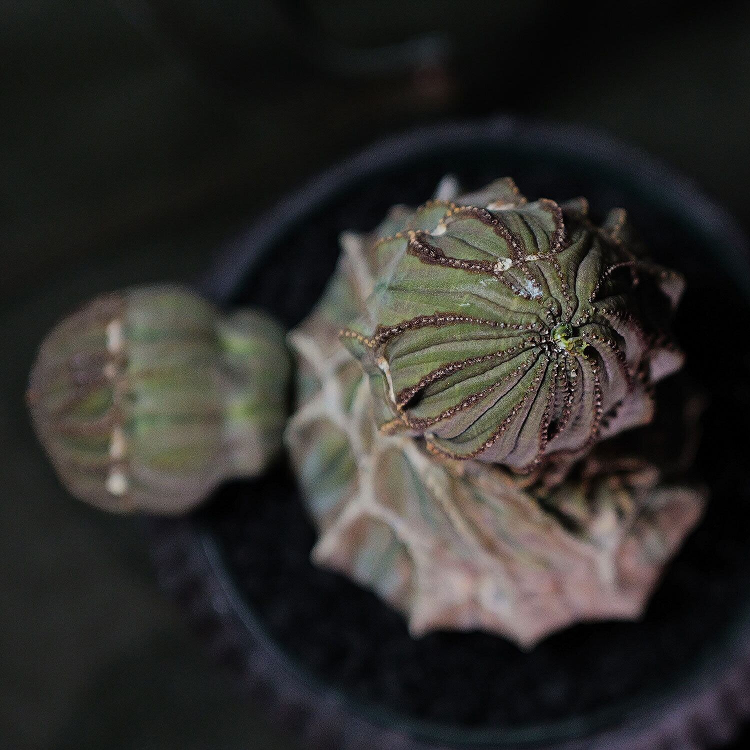 超厳選株】メス株 大株 最大幅 13.6cm 捻じれ 仔吹き ヴィンテージ  