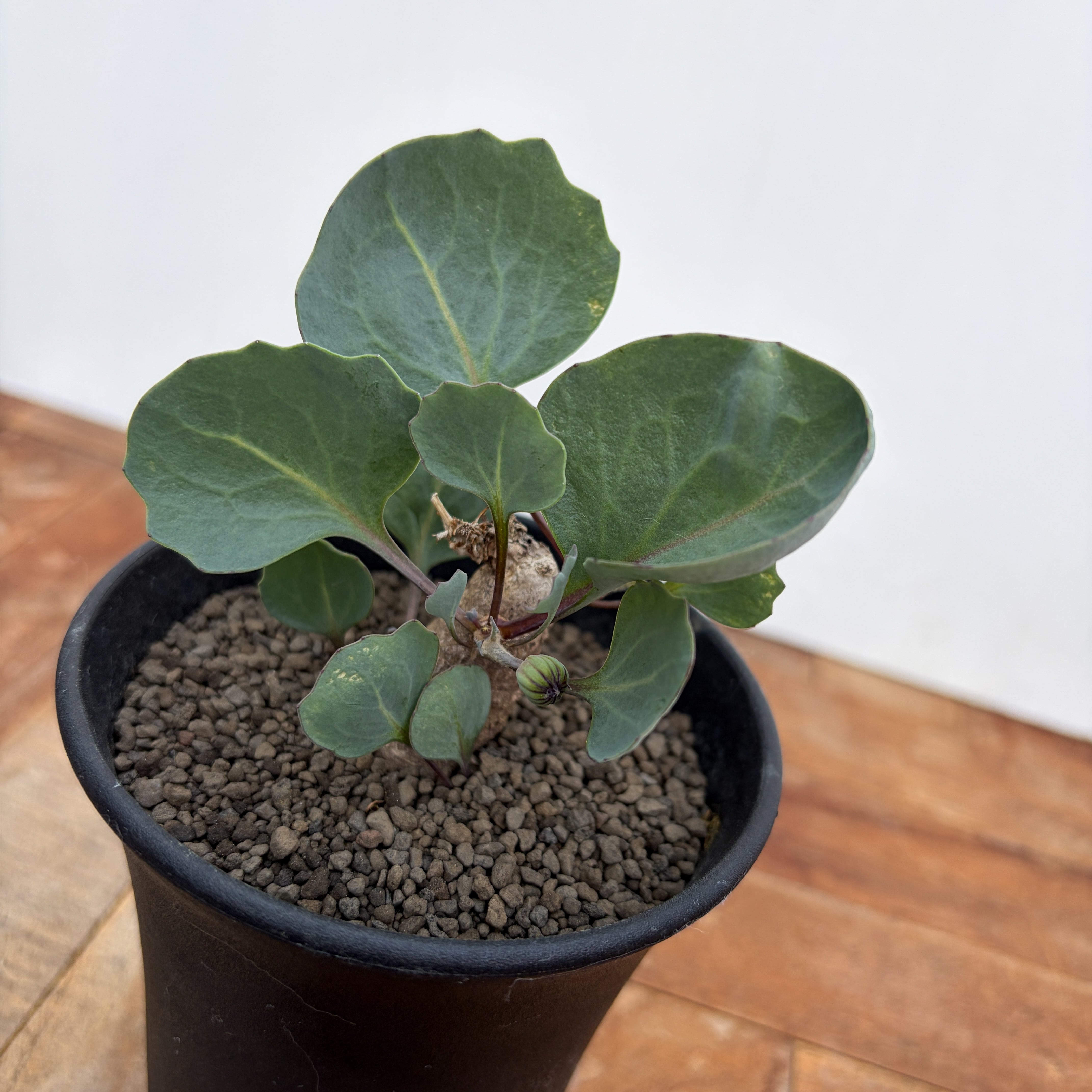 Othonna hederifolia【オトンナ・ヘデリフォリア・実生 Othonna hederifolia【オトンナ・ヘデリフォリア・実生