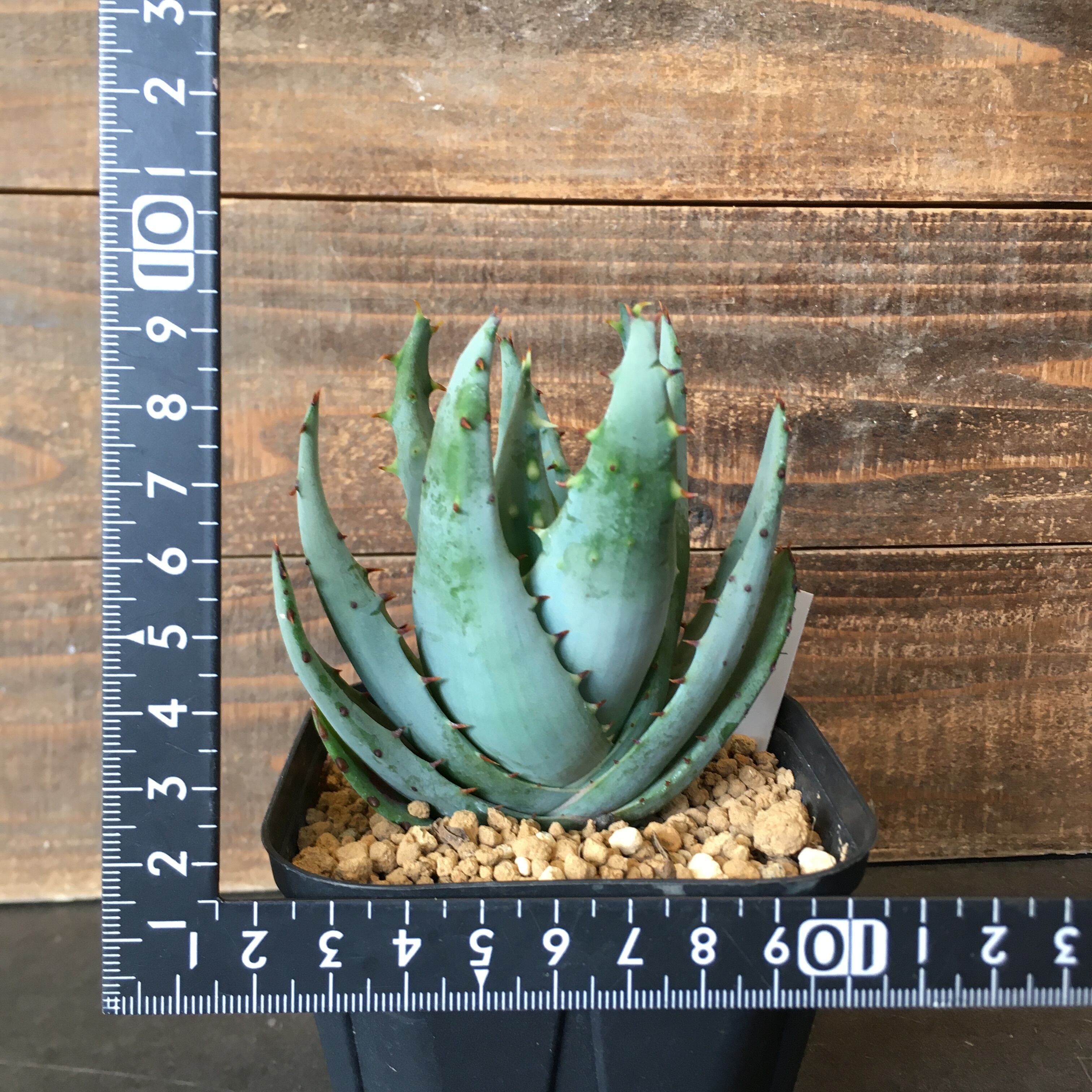 アロエ ペグレラエ Protoleaf プロトリーフ