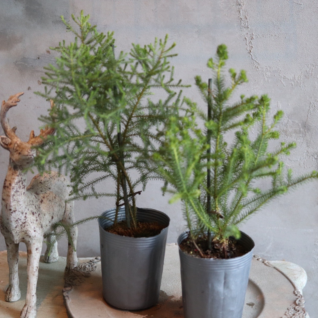 バーゼリア　オーストラリアンプランツ　切花になる木　お庭　寄せ植え　低木　丈夫　