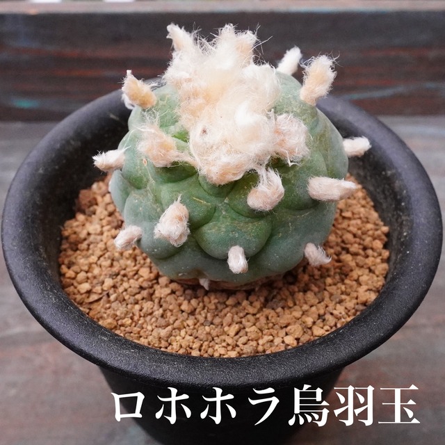 再入荷！人気【ロホホラ烏羽玉1 】　サボテン　ロフォフォラ