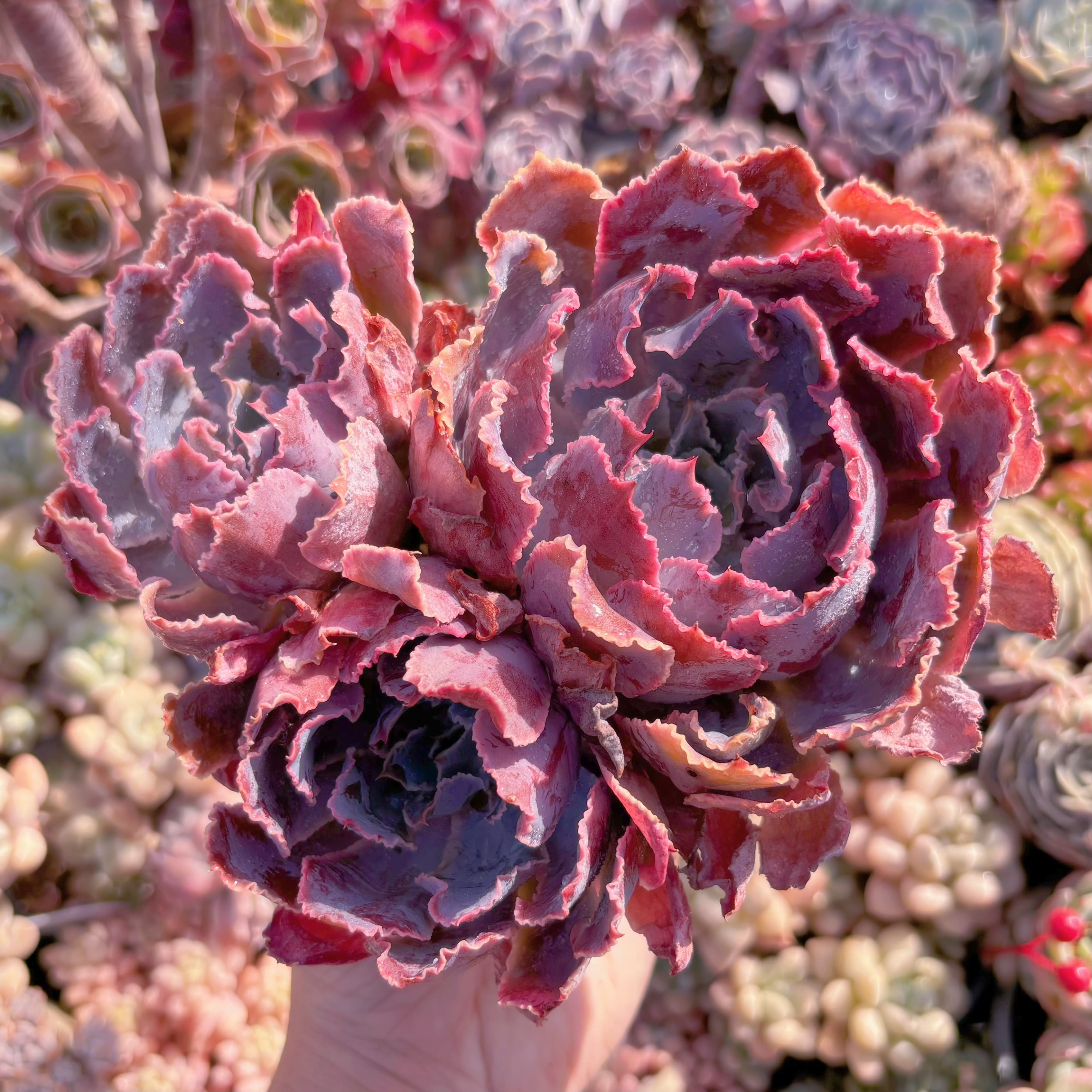 現品　シャビアナ#203　大群生　るる農園