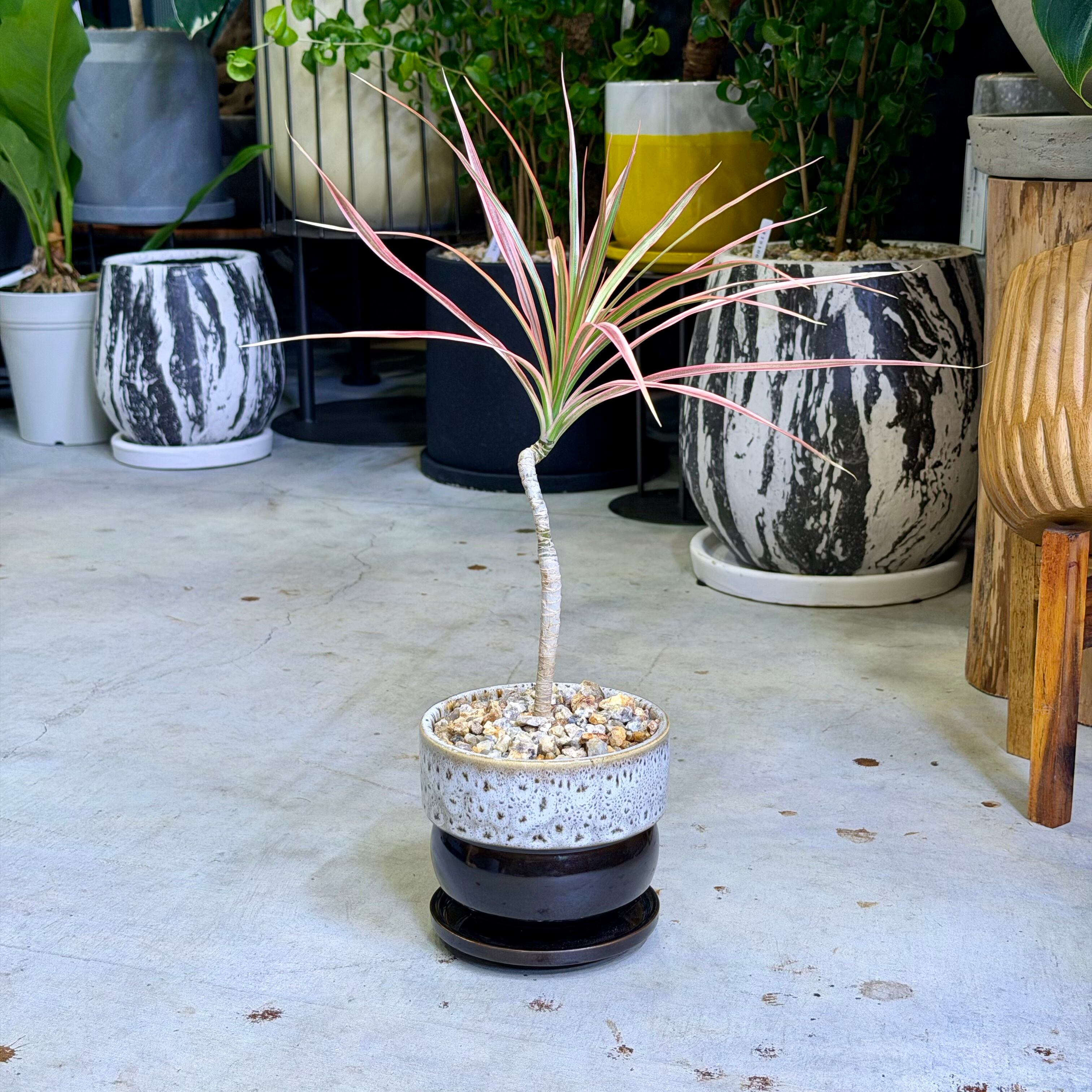 レインボーリーフコンビネゾン コンシンネ・レインボー | barrelplants_BONSAI