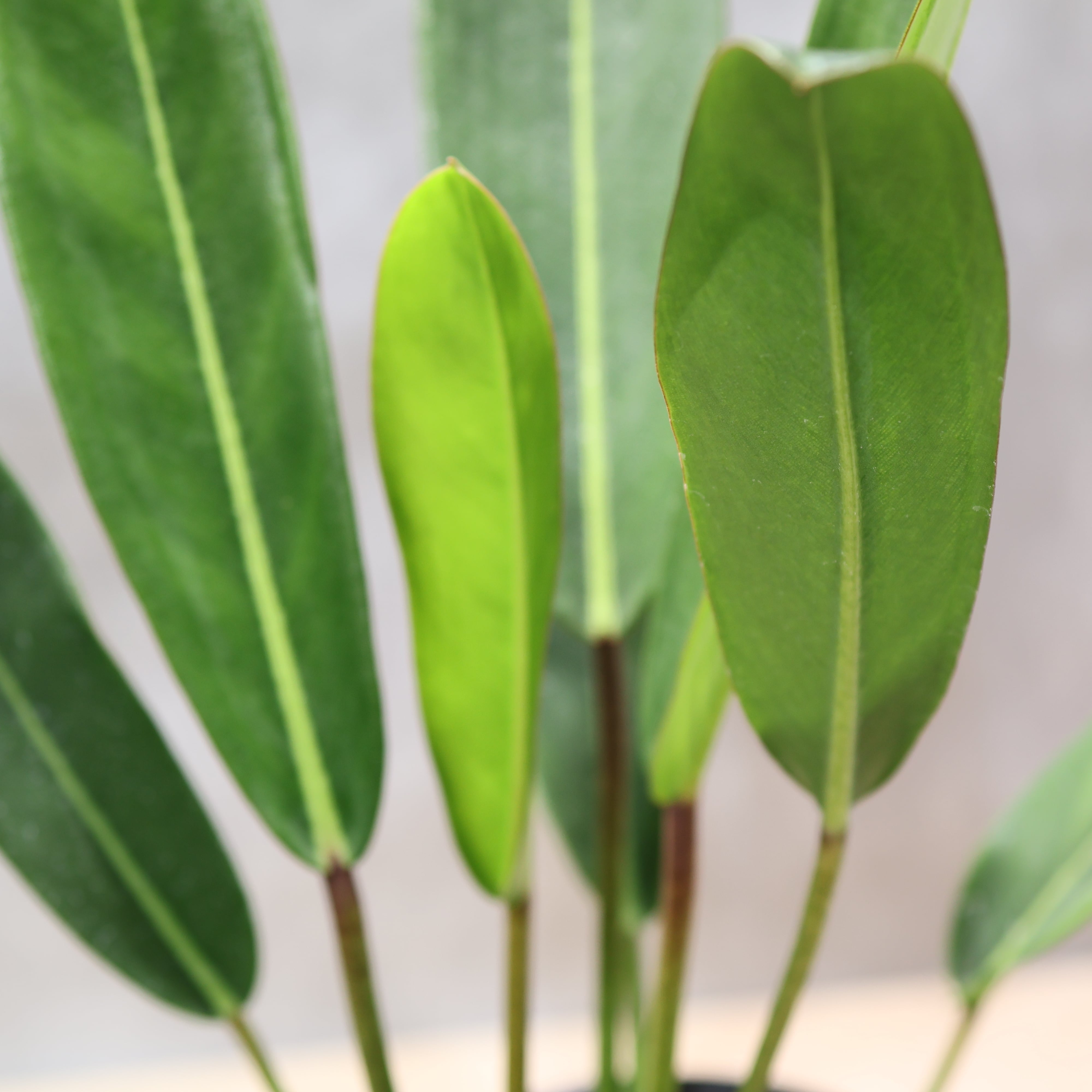 324 線と陰影を愉しむ『フィロデンドロン カロッスム Philodendron
