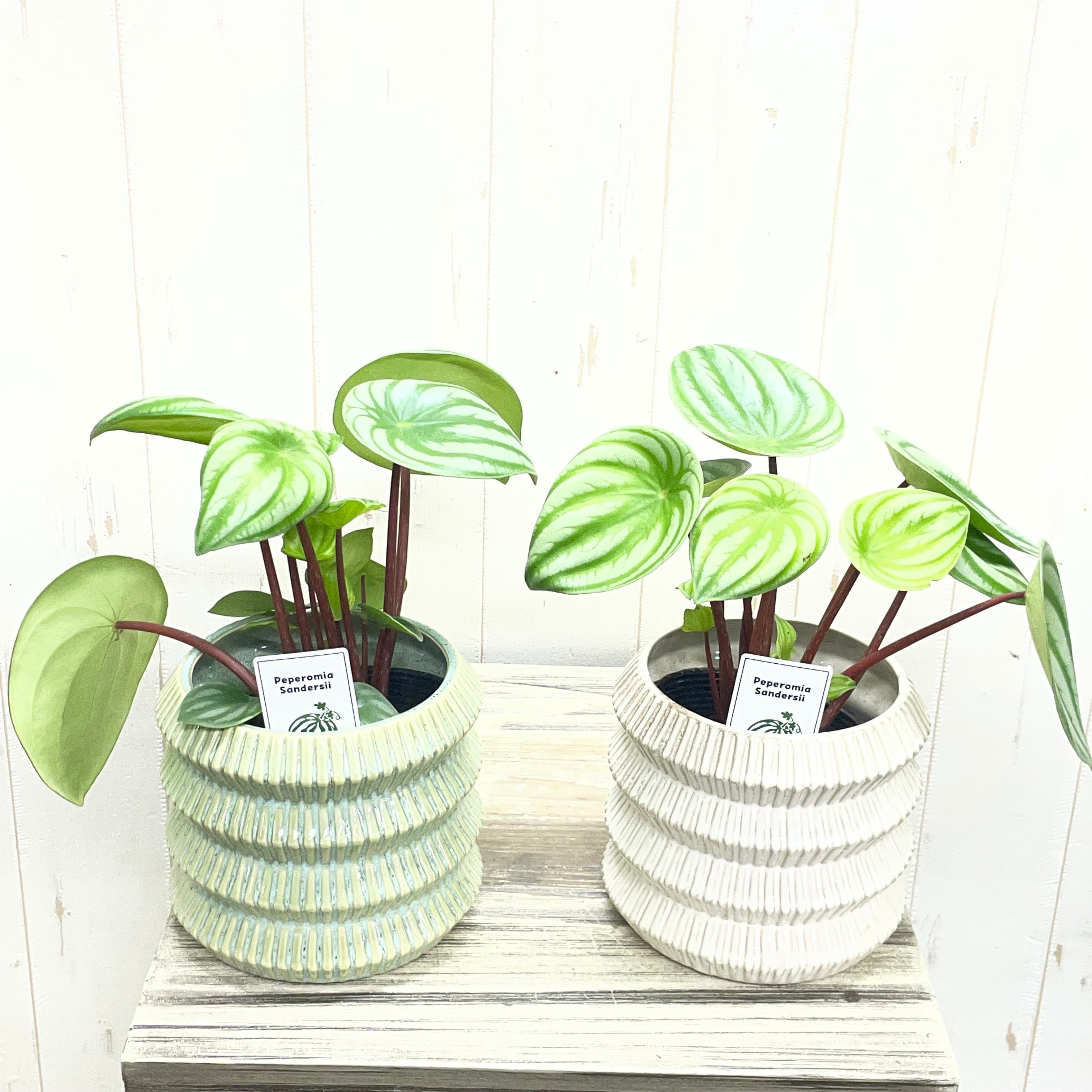 厳選樹形 幹太め ユーカリ ポポラス | PLANTS SHOP OLIVE