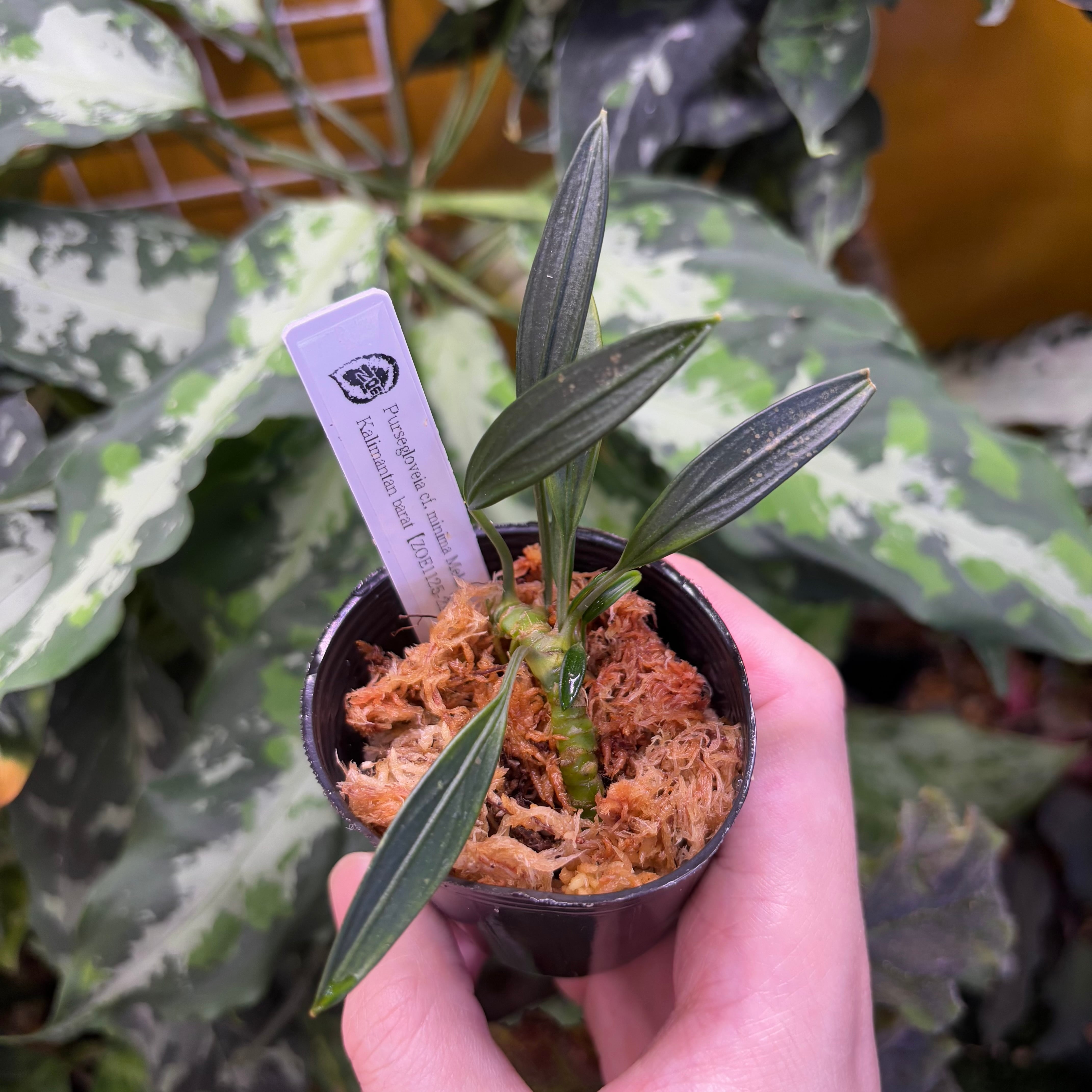 Begonia maculata 'Pink Variegated' ベゴニア マクラータ 斑入り