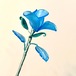ItemA47 ヴェネチアンガラスの薔薇 splendore una rosa スプレンドーレ 3✖2 ✖2  Acquamarina satinato （艶消しの水色）