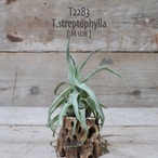 【送料無料】streptophylla M〔エアプランツ〕現品発送T2283