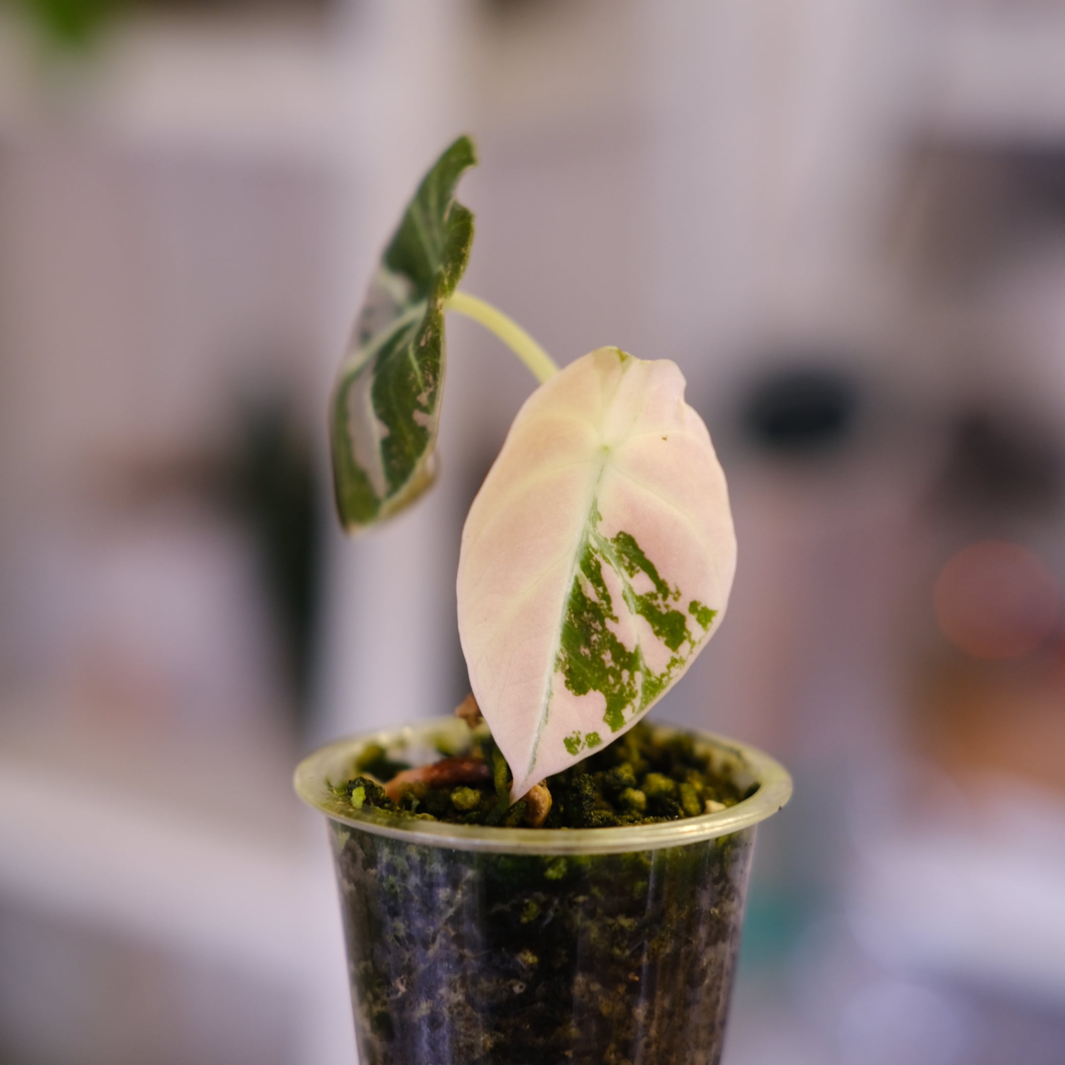 Alocasia Black Velvet Pink Albo│アロカシア ブラックベルベット