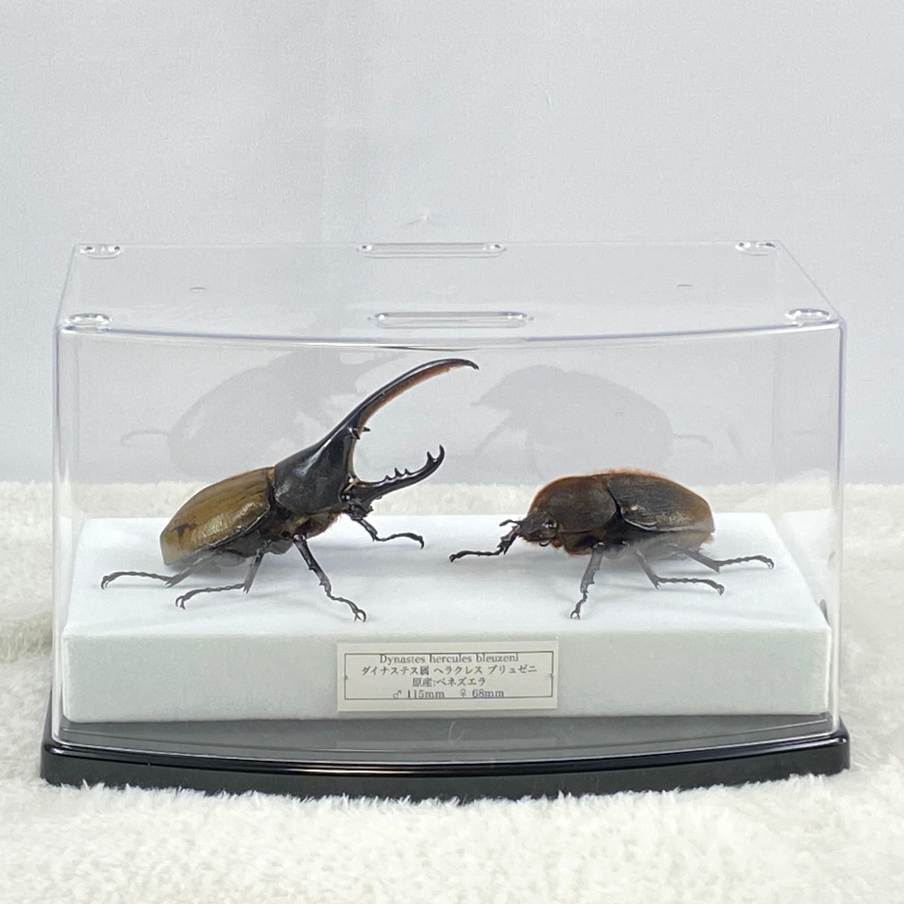 【ペア】ヘラクレスオオカブト（モリシマイ）のオブジェ（標本） ペア】ヘラクレスオオカブト（モリシマイ）のオブジェ（標本）