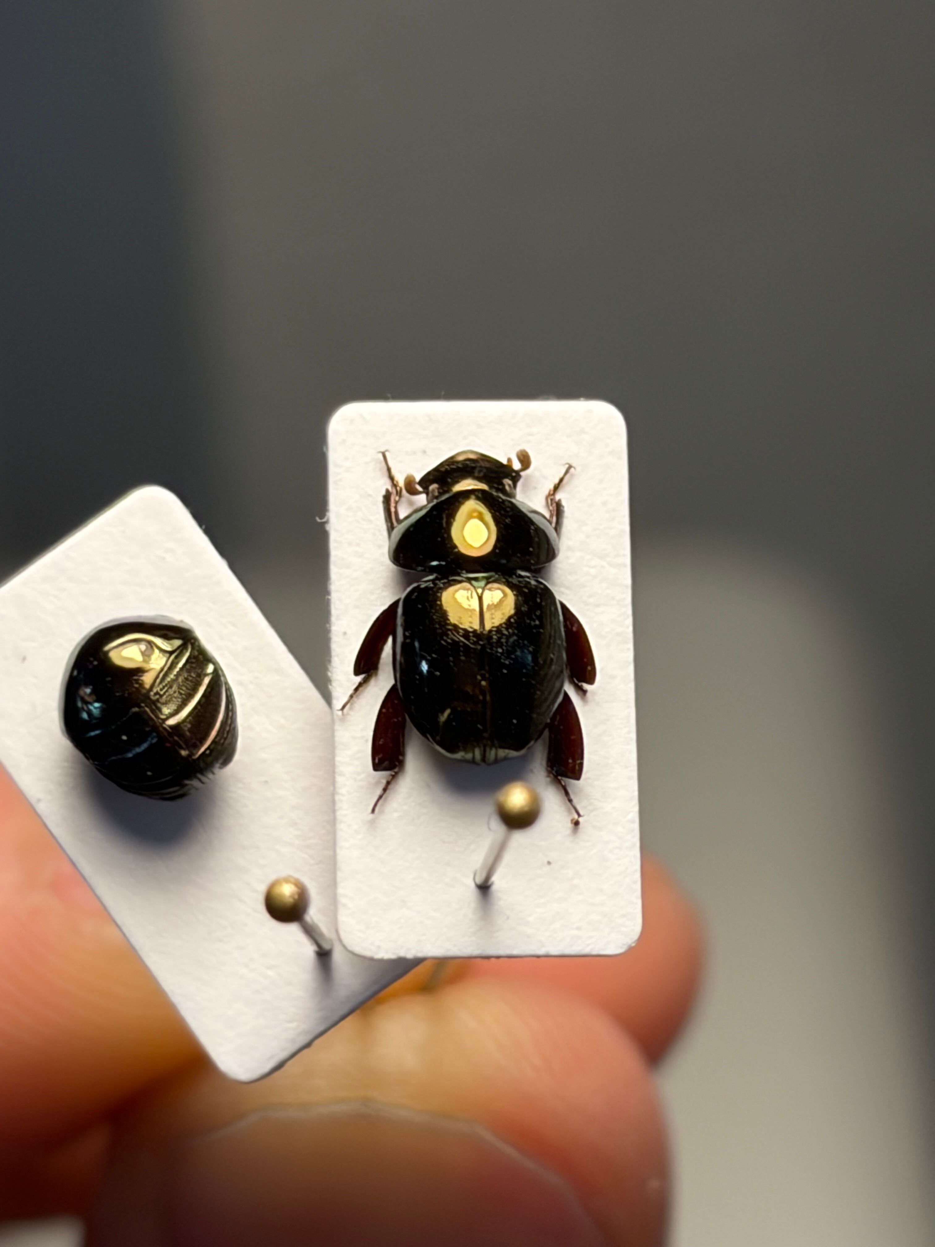 33mm】ニシキカワリタマムシ スハンダエ プラチナコガネ コブハムシ