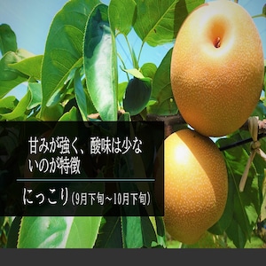 にっこり梨 3㎏(5~7個入) 送料込み にっこり梨 3㎏(5~7個入) 送料込み