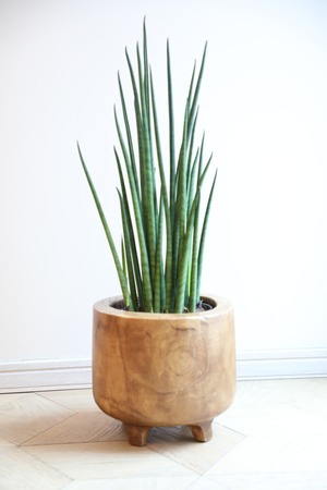 【M】サンスベリア バキュラリス/Sanseveria　※ウッドポット鉢カバー付き